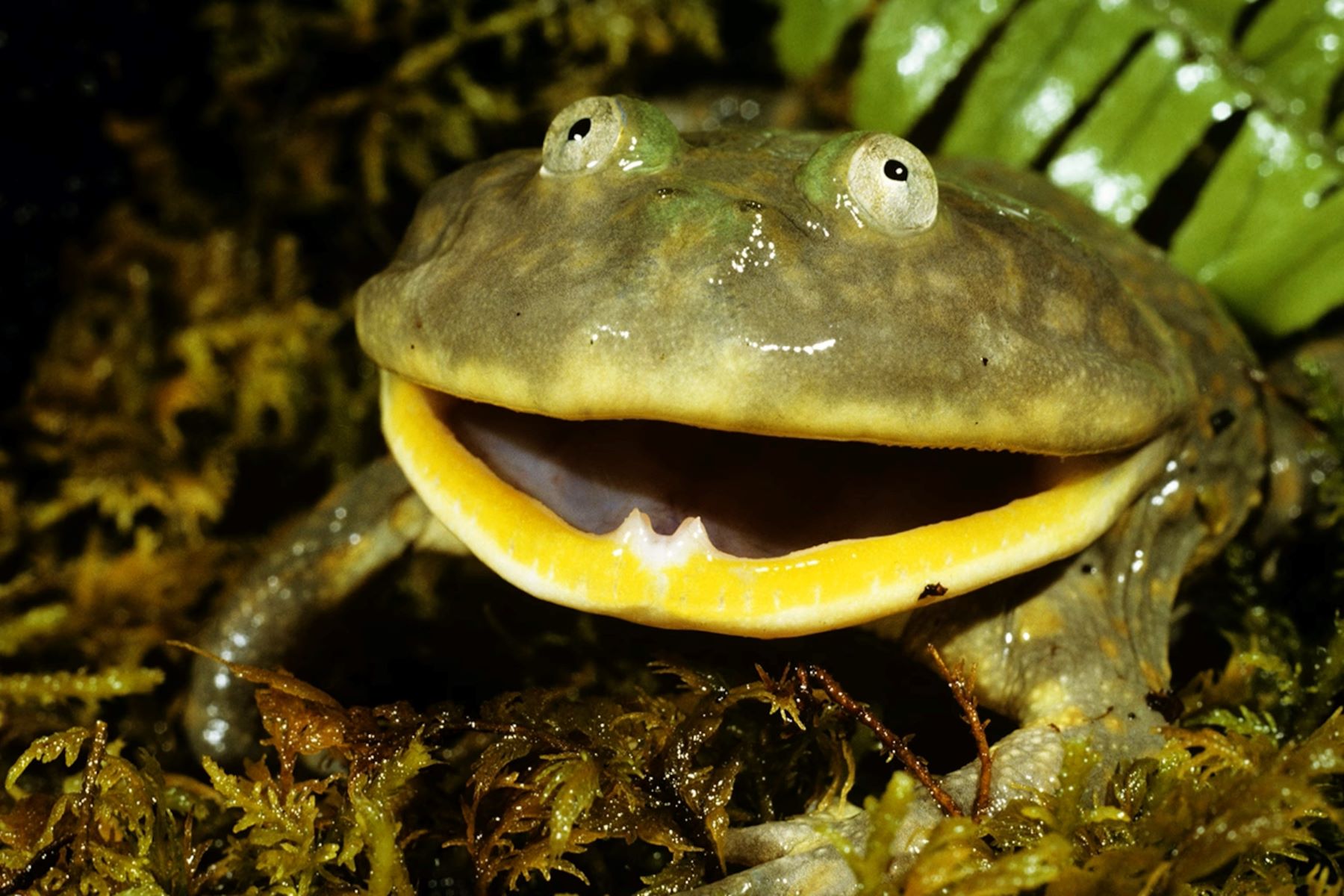 10 Creative And Catchy English Names For Frogs