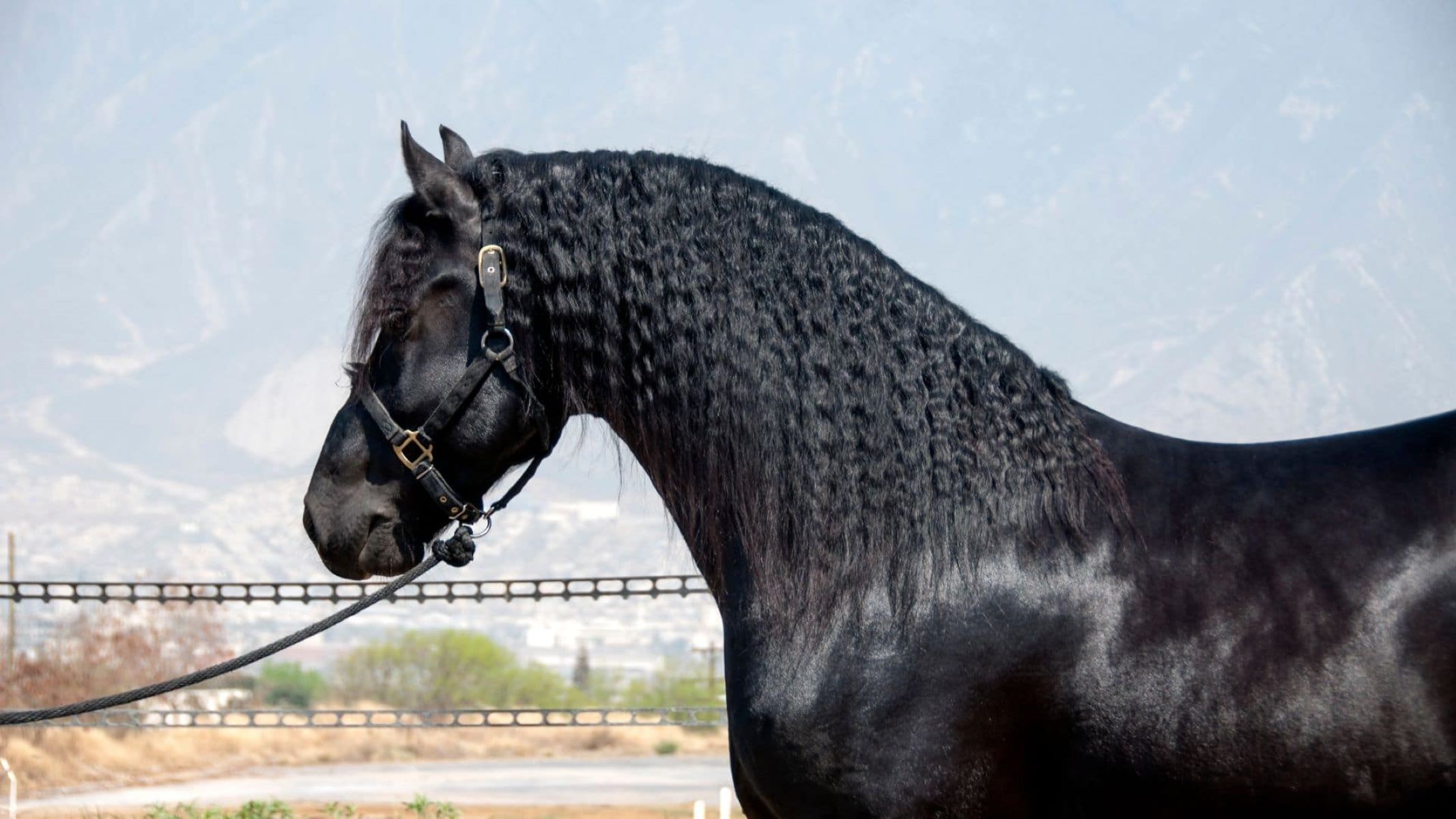10 Creative Names For Your Black Horse