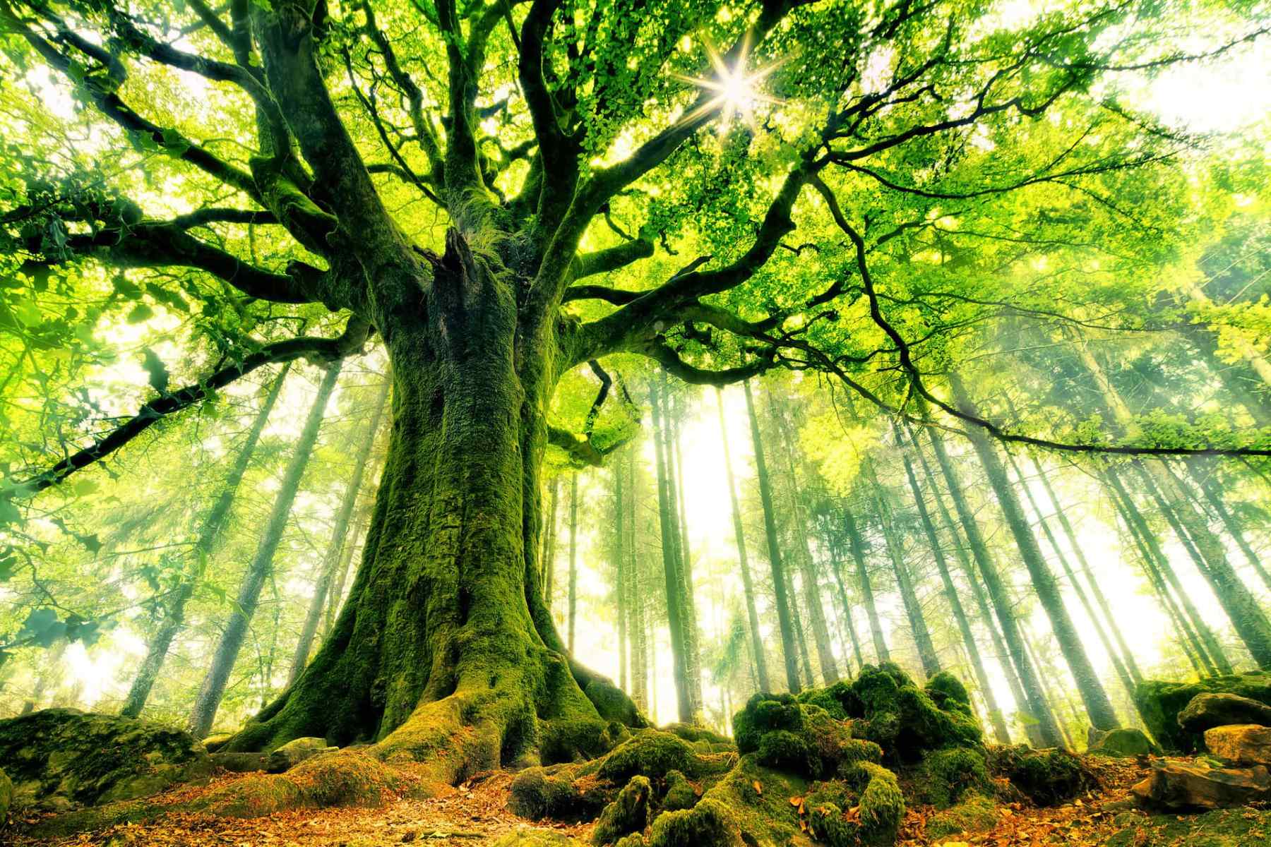 10 Mind-Blowing Metaphors To Describe A Tree