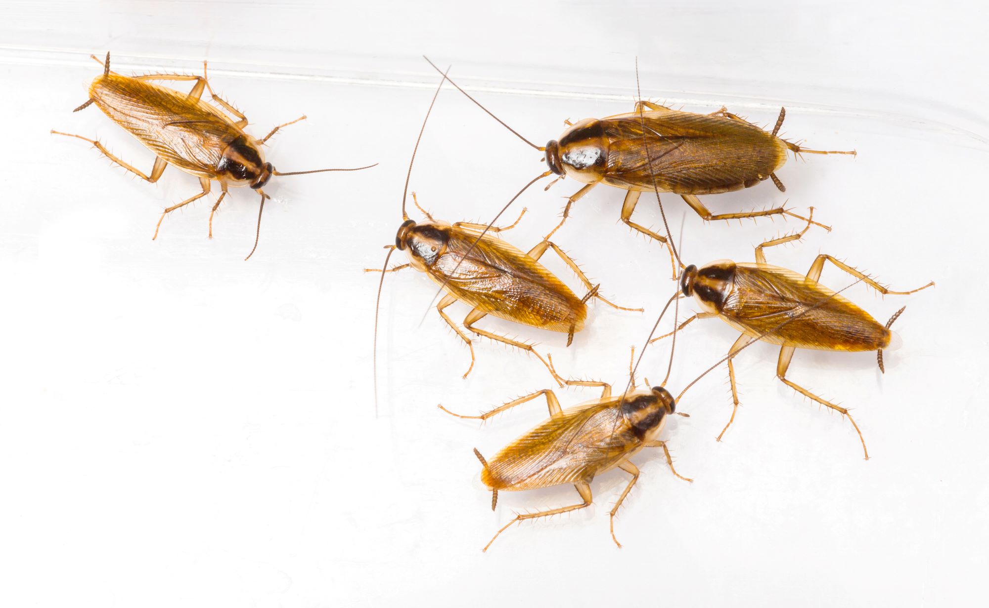 10 Natural Ways To Permanently Eliminate German Cockroaches Without Breaking The Bank