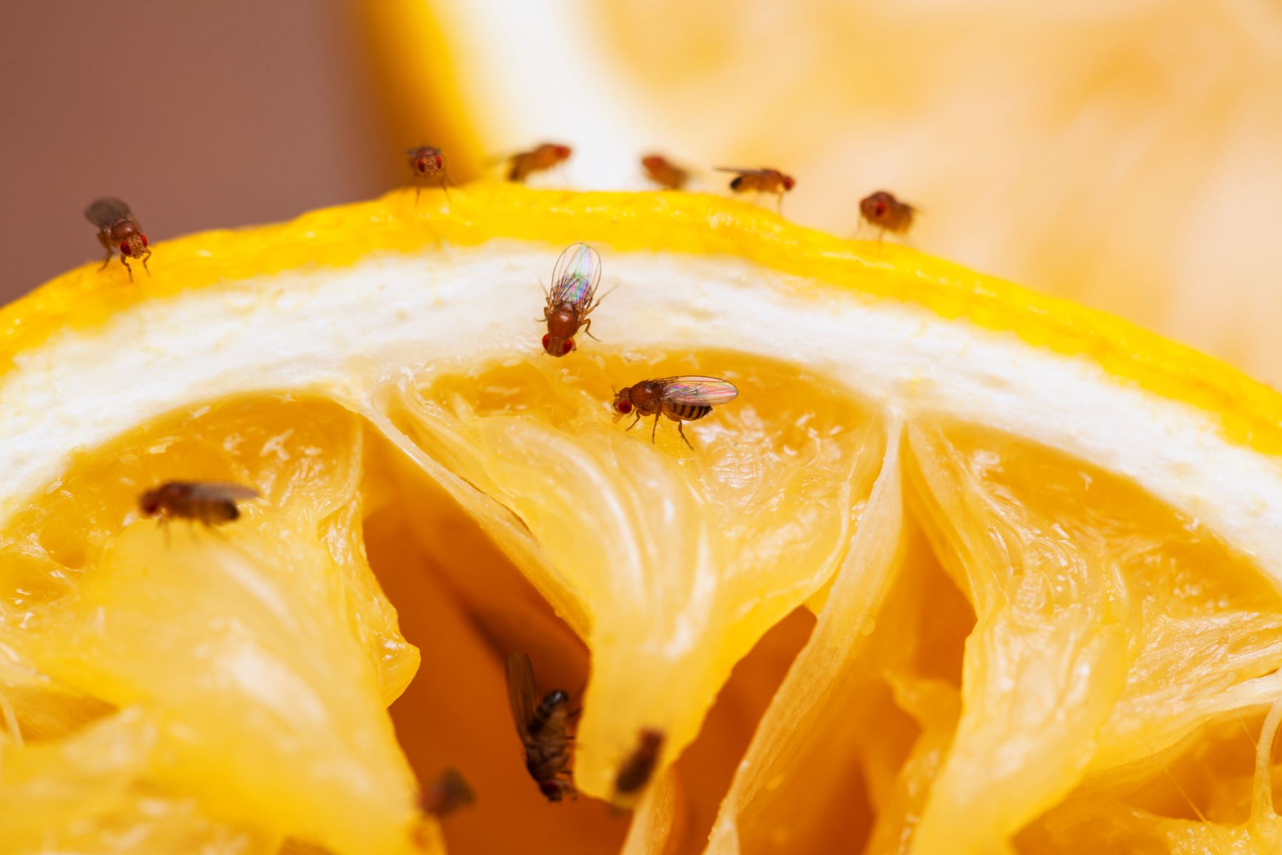 10 Signs Of A Fruit Fly Or Gnat Infestation In Your Home And Genius Hacks To Banish Them