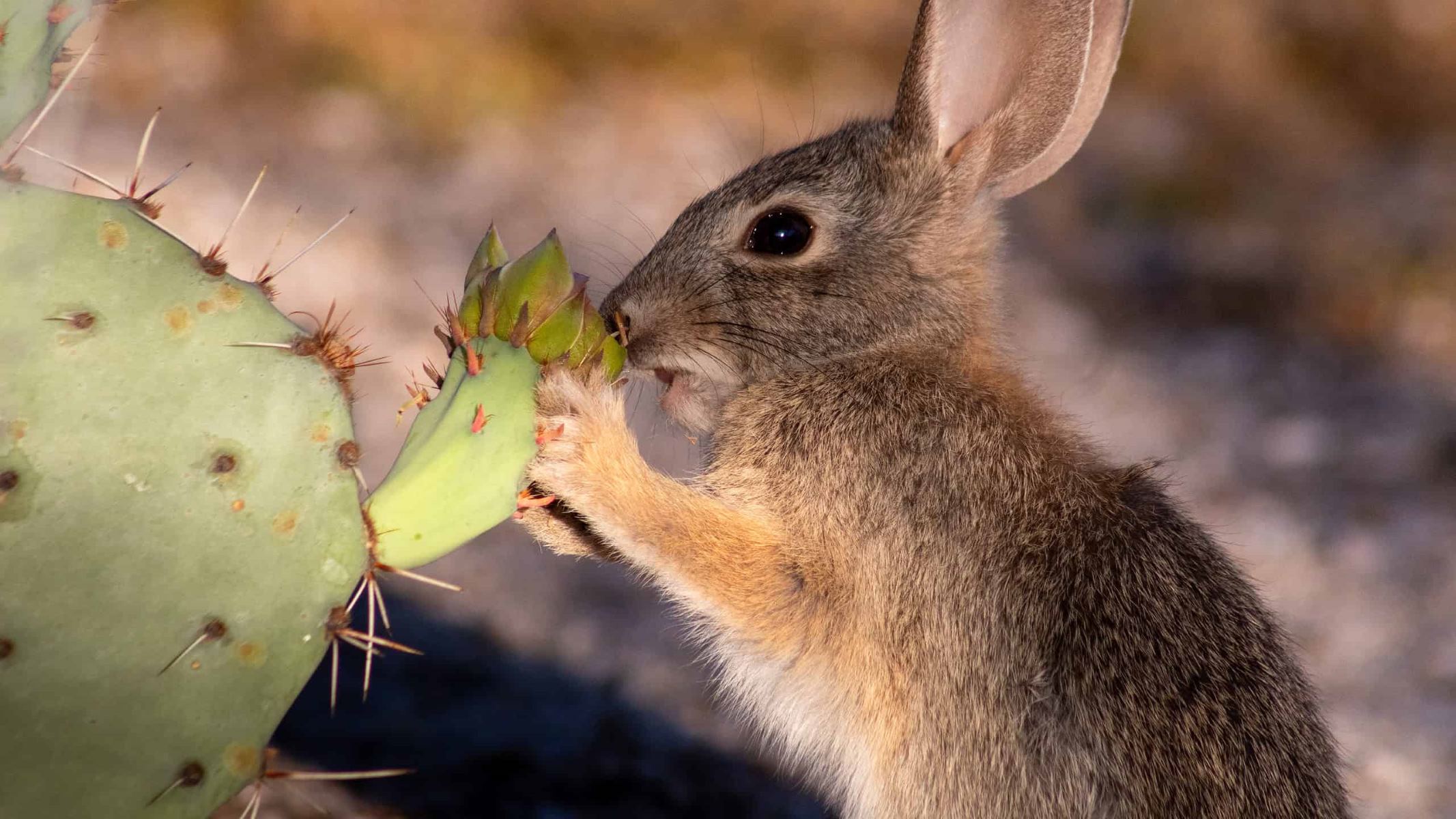 10 Surprising Animals That Feast On Cacti
