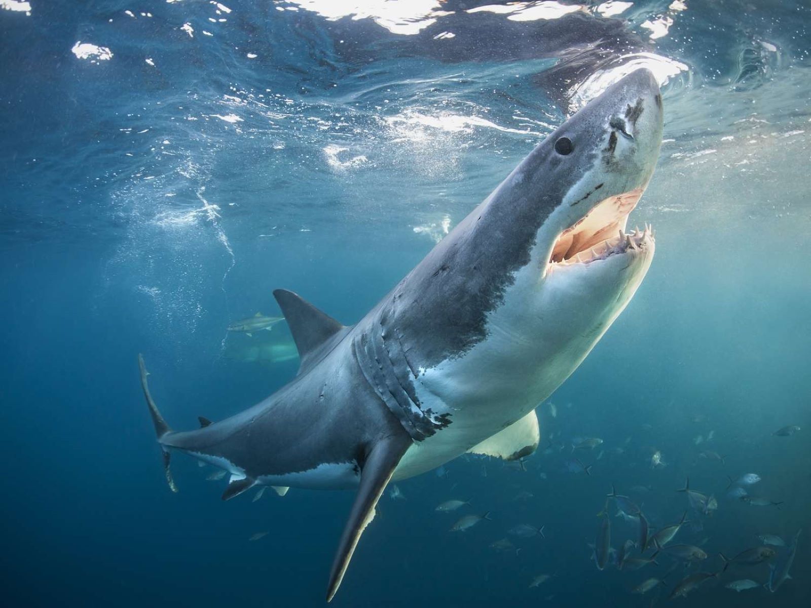 10 Surprising Natural Predators Of Sharks
