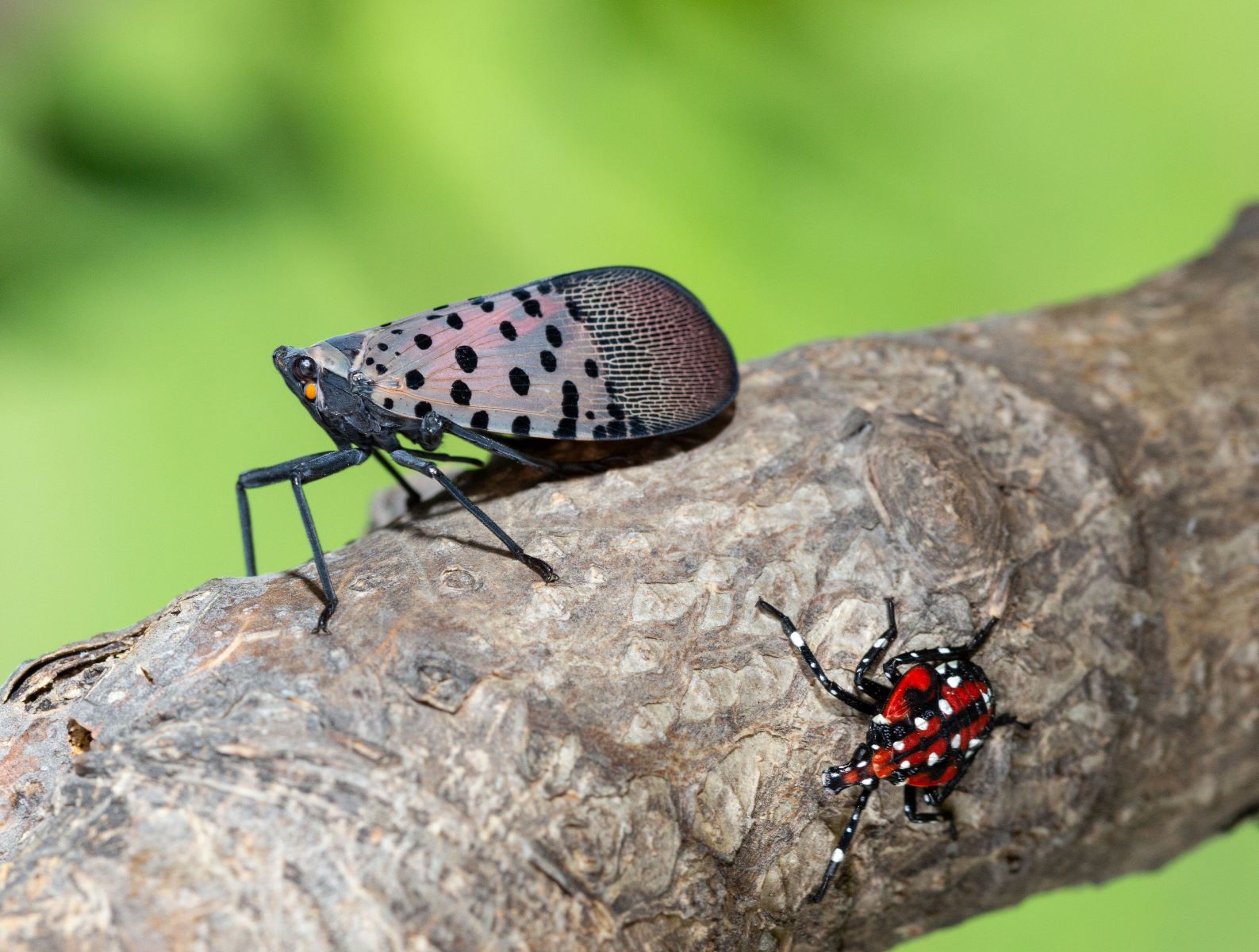 10 Surprising Natural Predators Of Spotted Lanternflies
