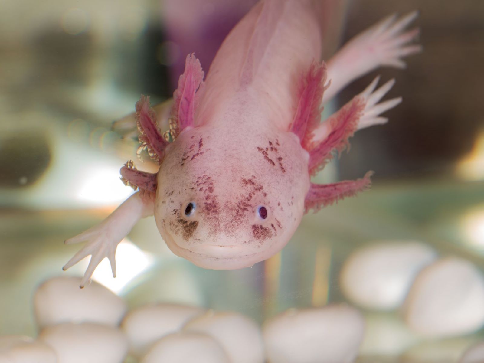 10 Surprisingly Pink Animals You Never Knew Existed