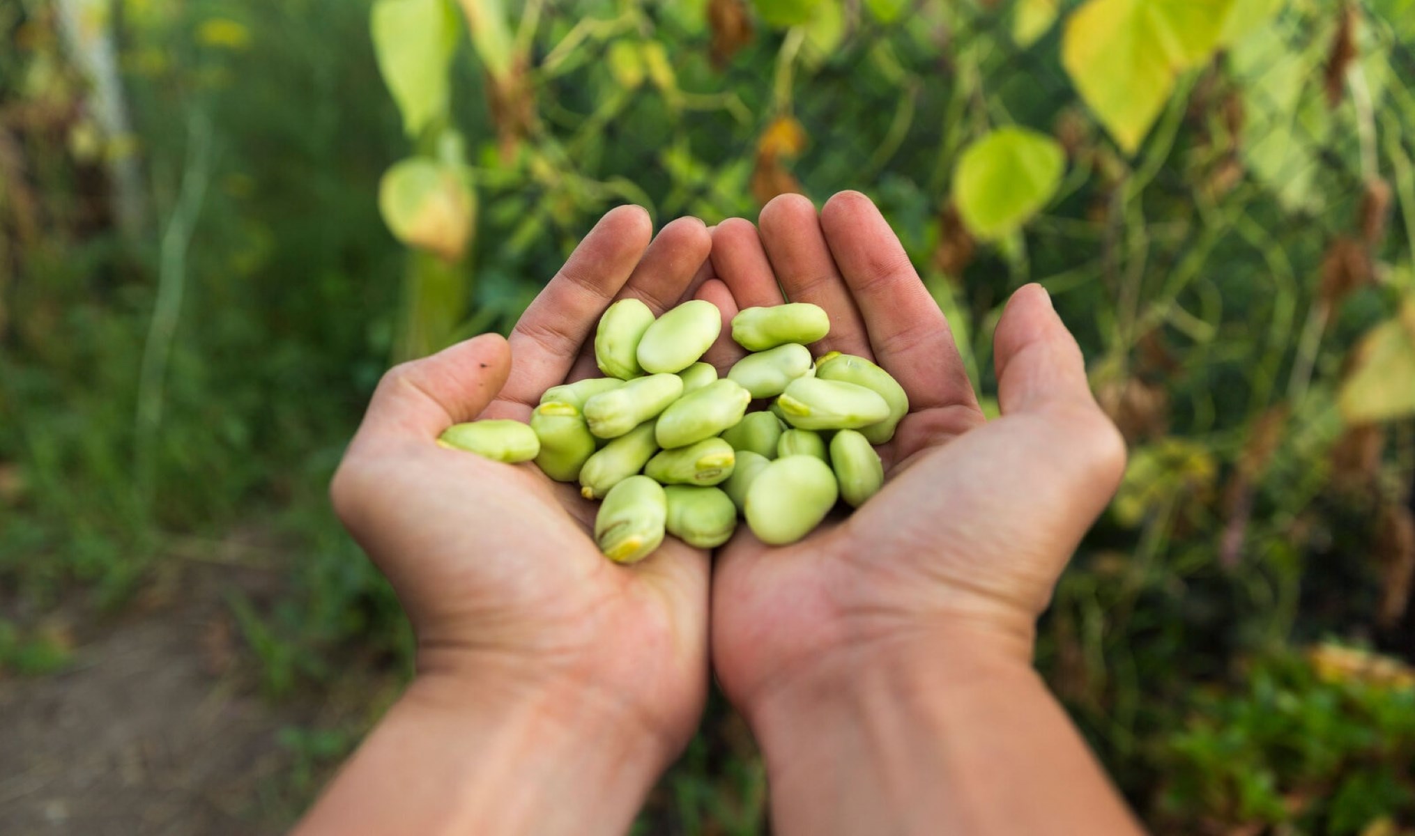 5 Delicious Alternatives To Lima Beans