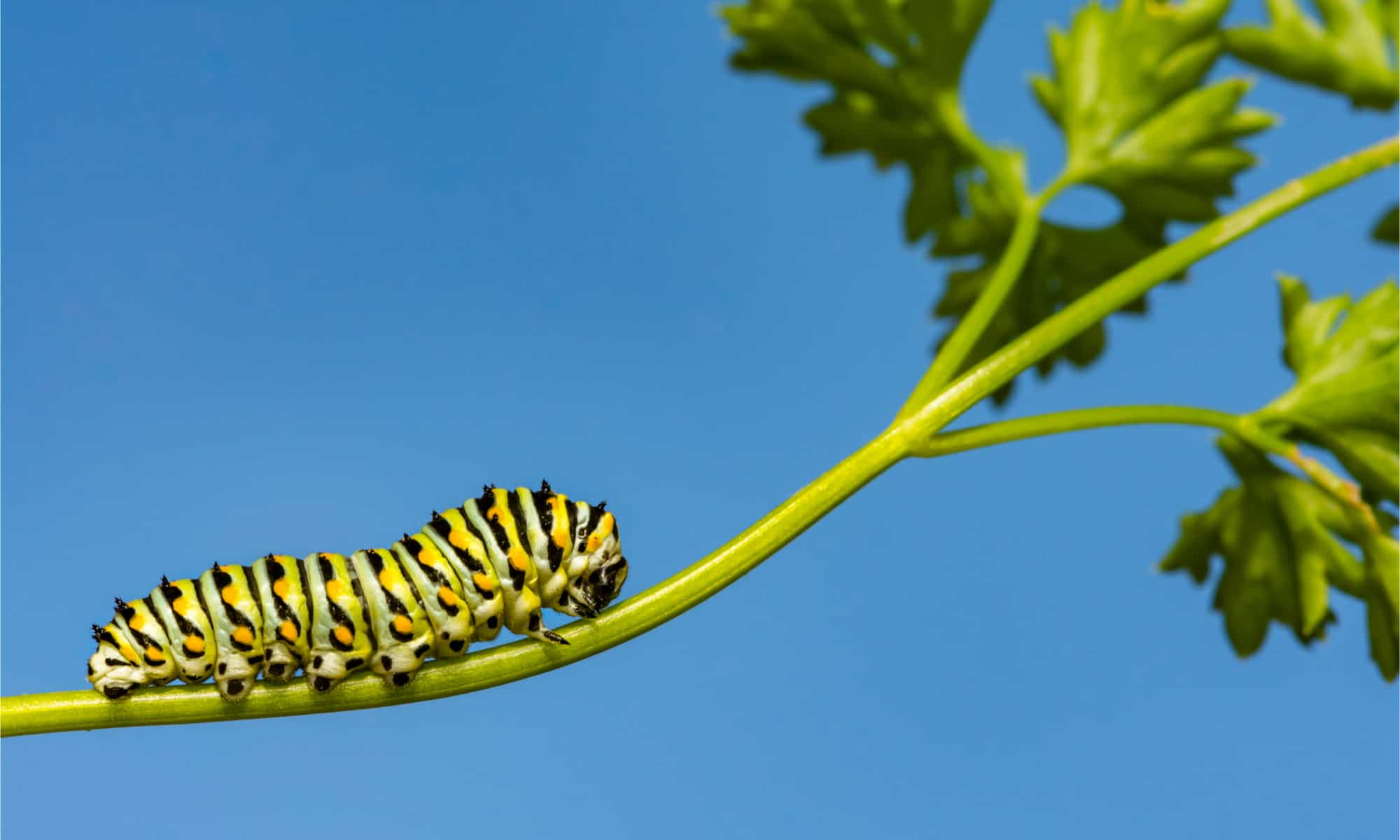 5 Incredible Adaptations Caterpillars Use To Outsmart Predators!