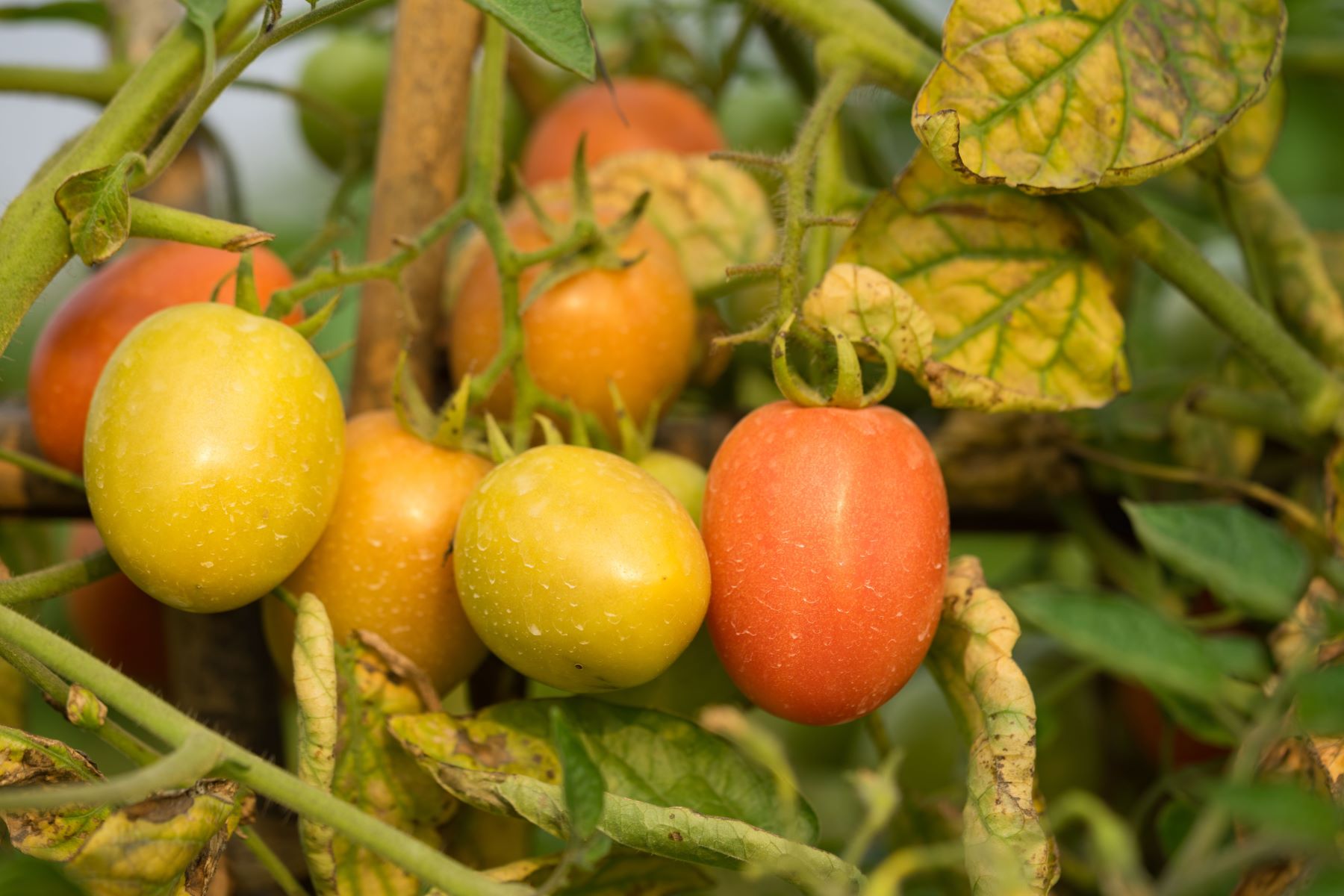 5 Signs You're Overwatering Your Tomatoes - Number 3 Will Shock You!