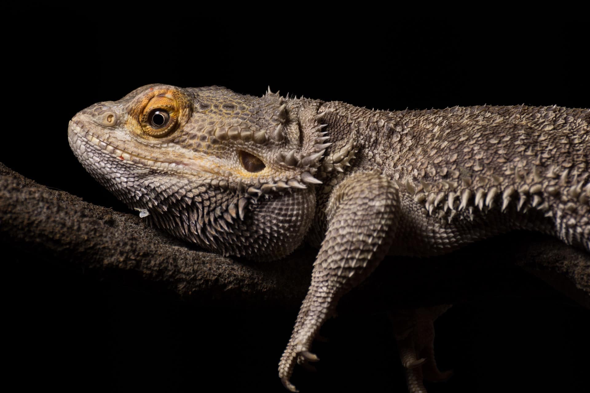 5 Surefire Signs That Lizards Are Getting Frisky!