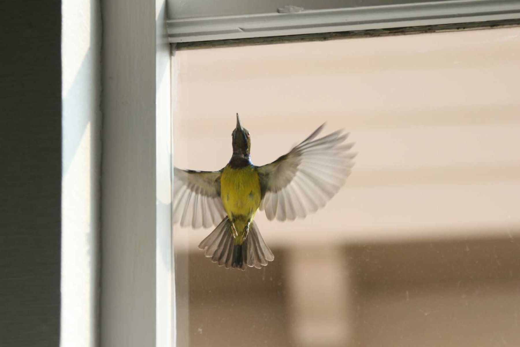 Bird Hits Window: A Sign Of Omen Or Mere Coincidence?
