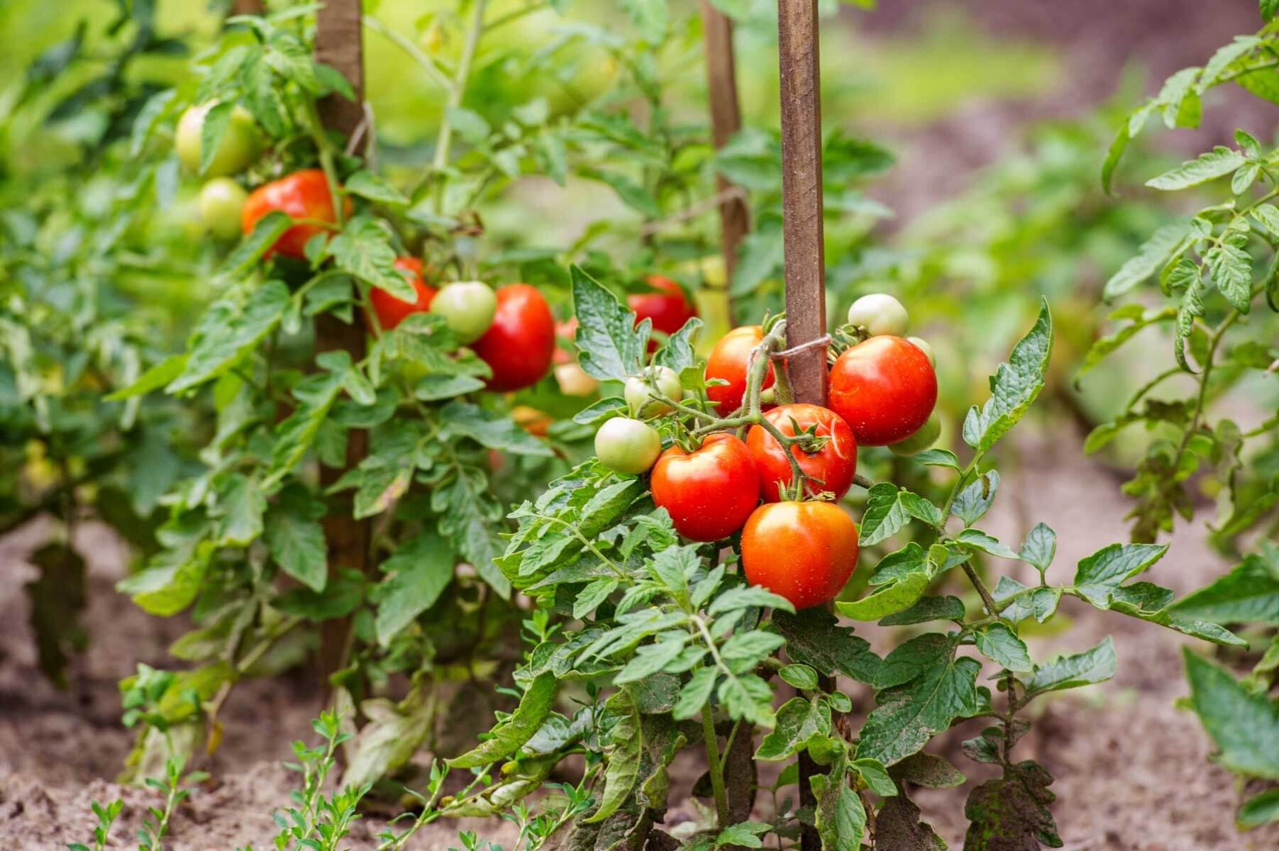 Boost Your Tomato Growth With Calcium-Infused Soil