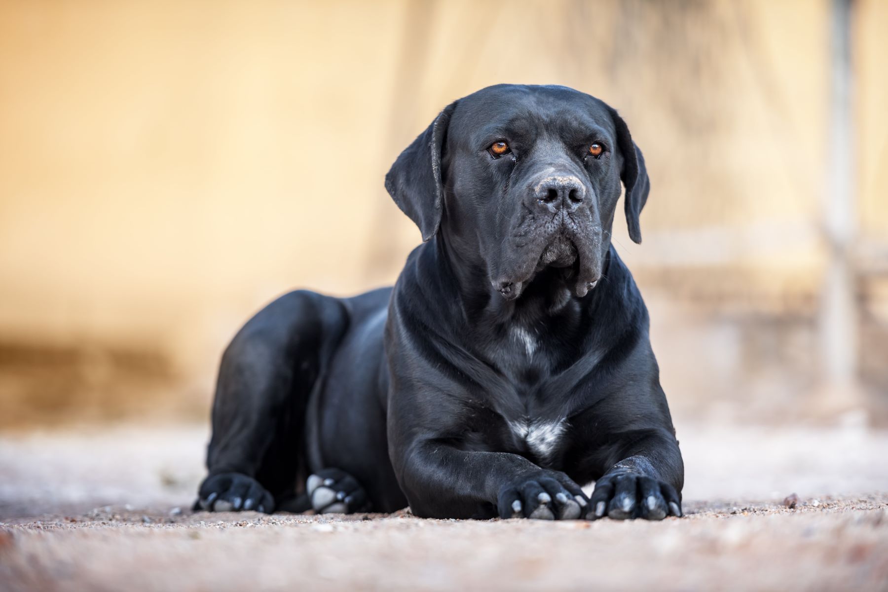 Cane Corso’s Deadly Potential: The Shocking Truth About Their Lethal Power!