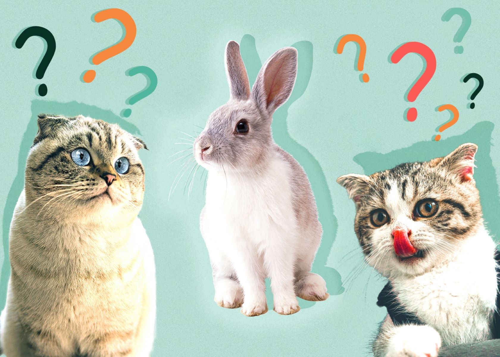 Cats' Surprising Diet: Squirrels And Rabbits On The Menu!