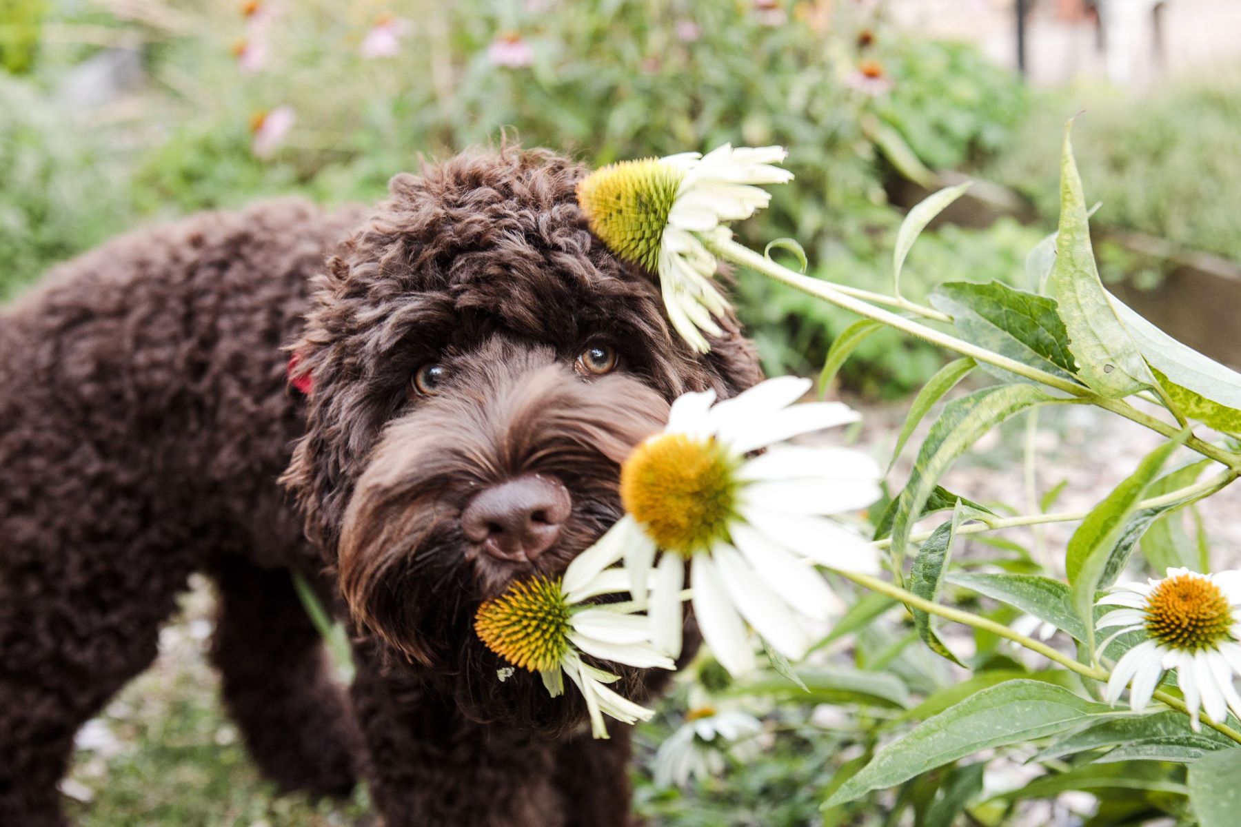 Daisy Varieties: The Hidden Danger For Dogs And Safe Alternatives Revealed!