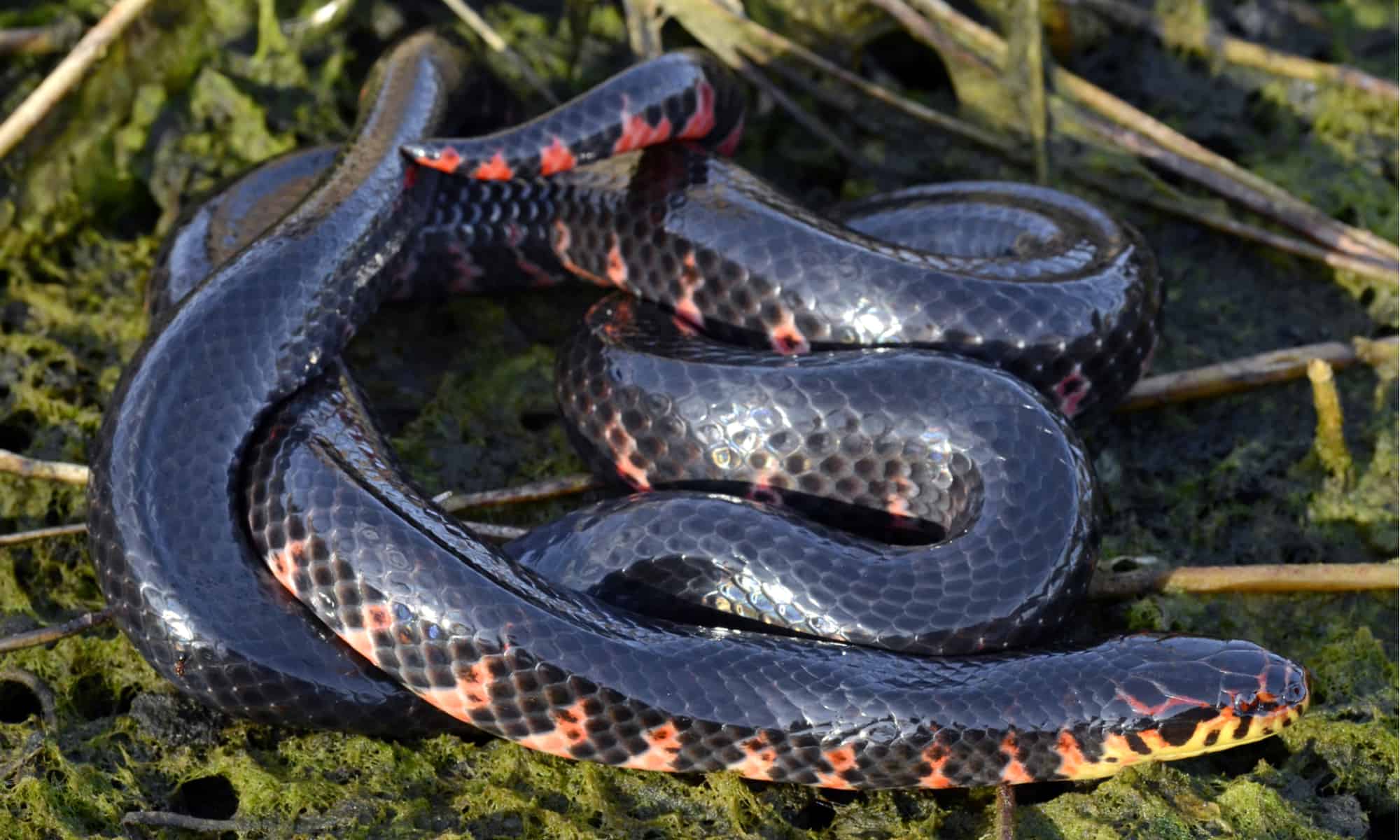 Deadly Snakes In Tennessee: Know The Venomous Species And Their Habitats