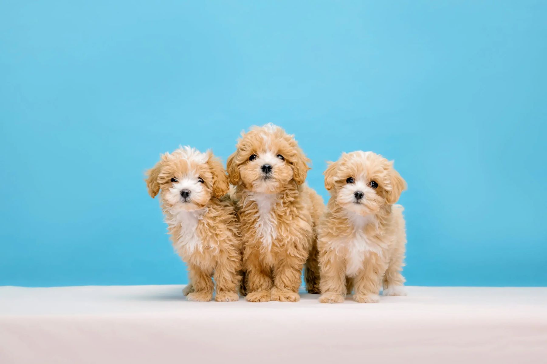 Discover The Best Maltipoo Puppy Breeders In New Jersey!