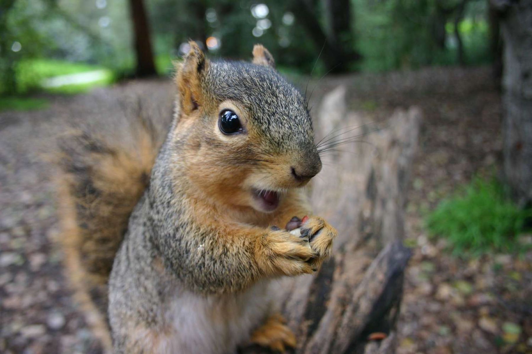 Discover The Enormous Squirrels In The World’s Most Surprising Locations!