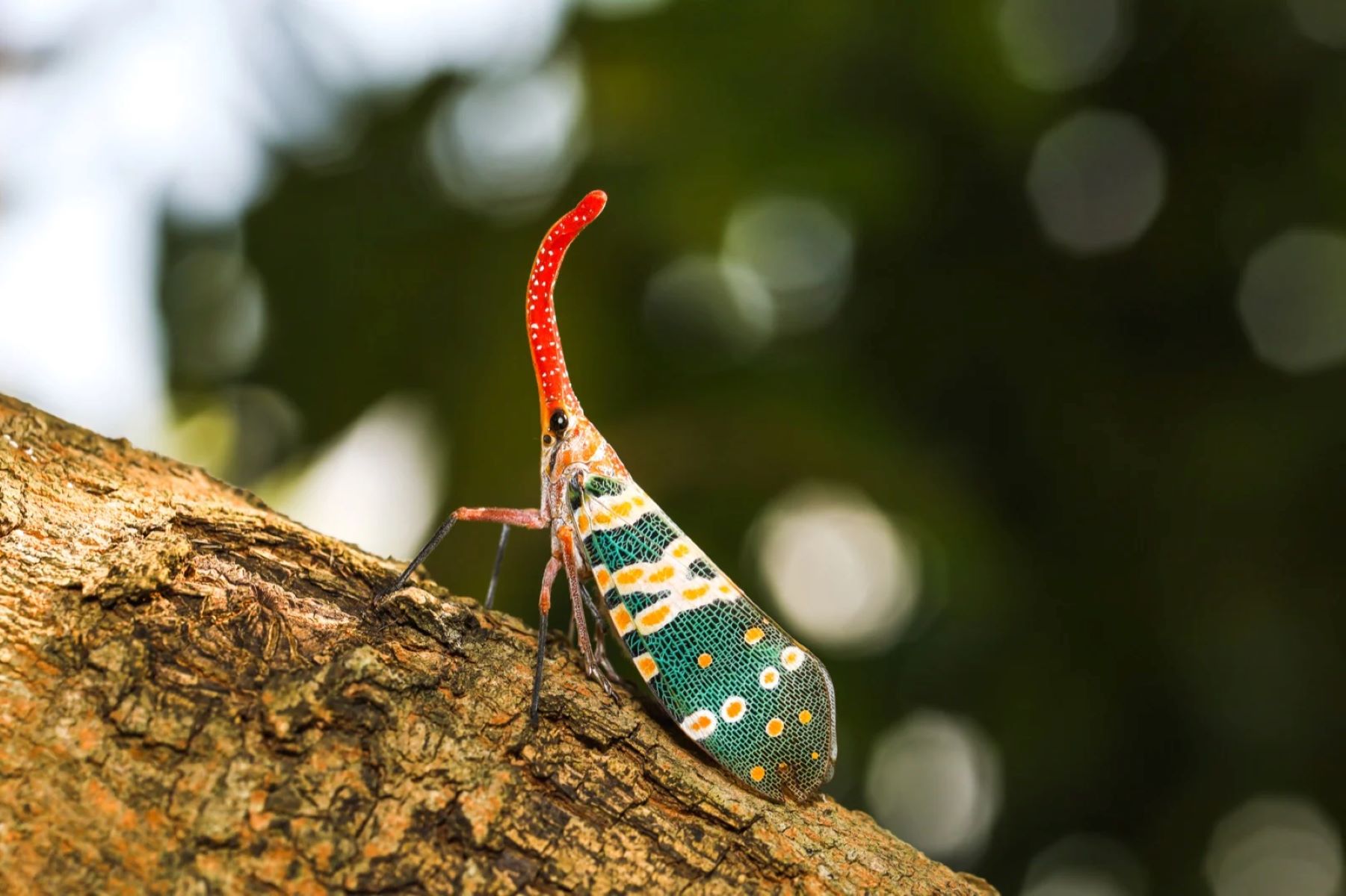 Discover The Fascinating World Of Long, Leggy Bugs!