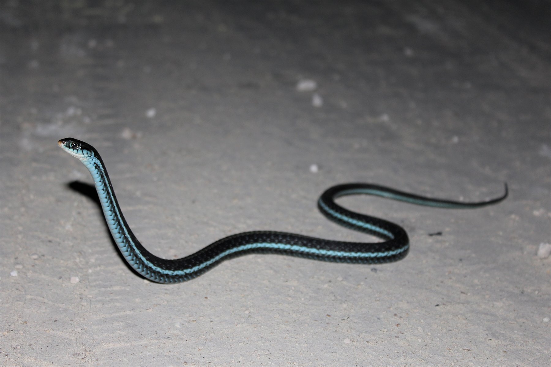 Discover The Mesmerizing Black Snake With A Stunning Blue Belly!