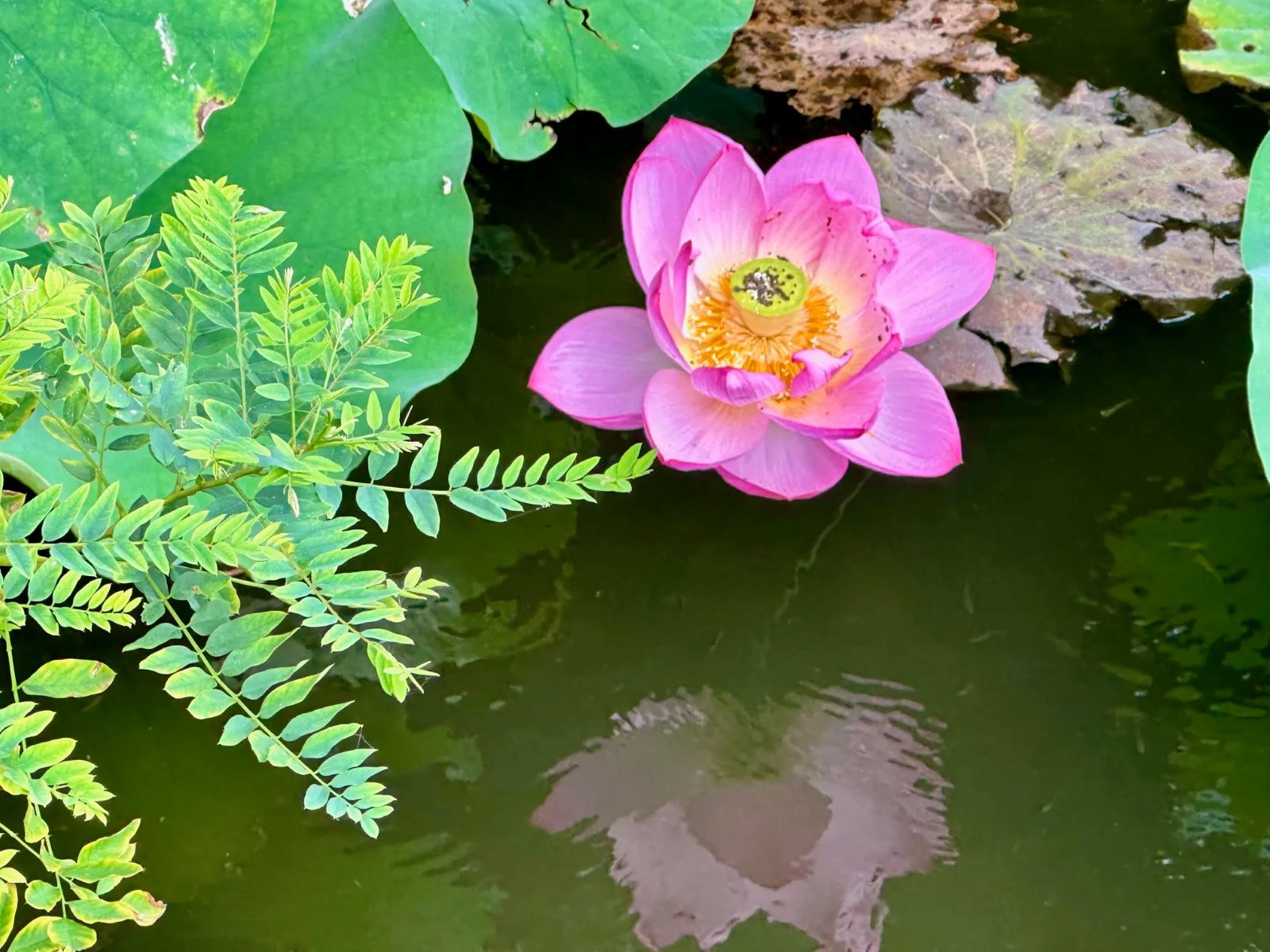 Discover The Mesmerizing Blooming Seasons Of Water Lilies And Lotuses