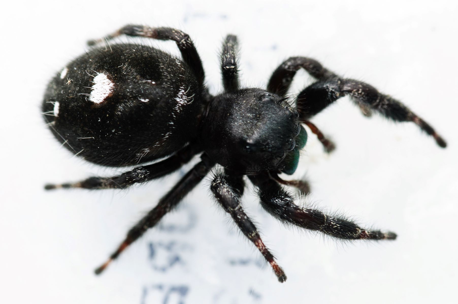 Discover The Mysterious Spider With A Unique White Circle On Its Back!