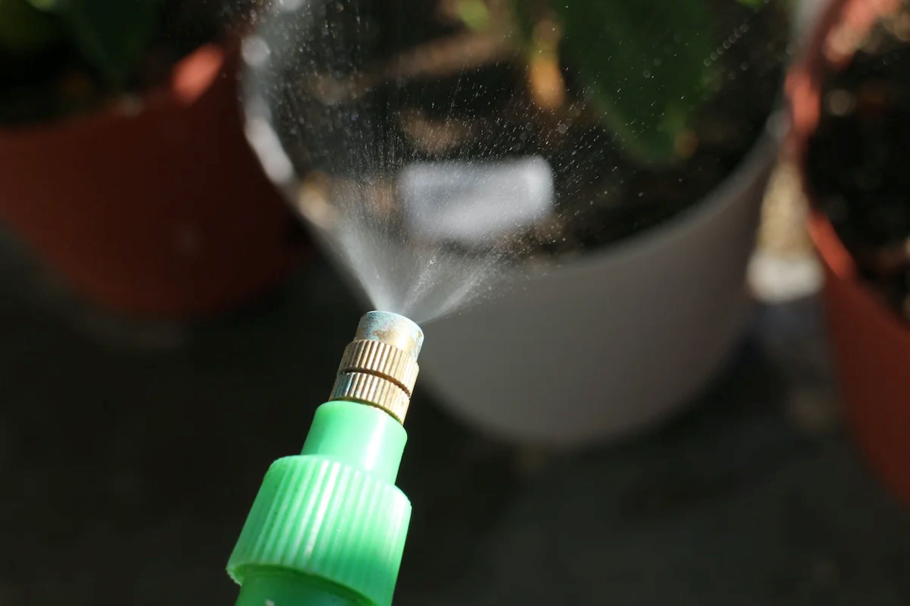 Discover The Surprising Benefits Of Spraying Soapy Water On Plants!