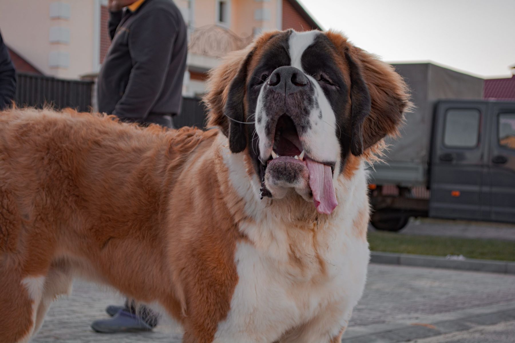 Discover The Surprising Contrasts Between Bernese Mountain Dogs And Saint Bernards!