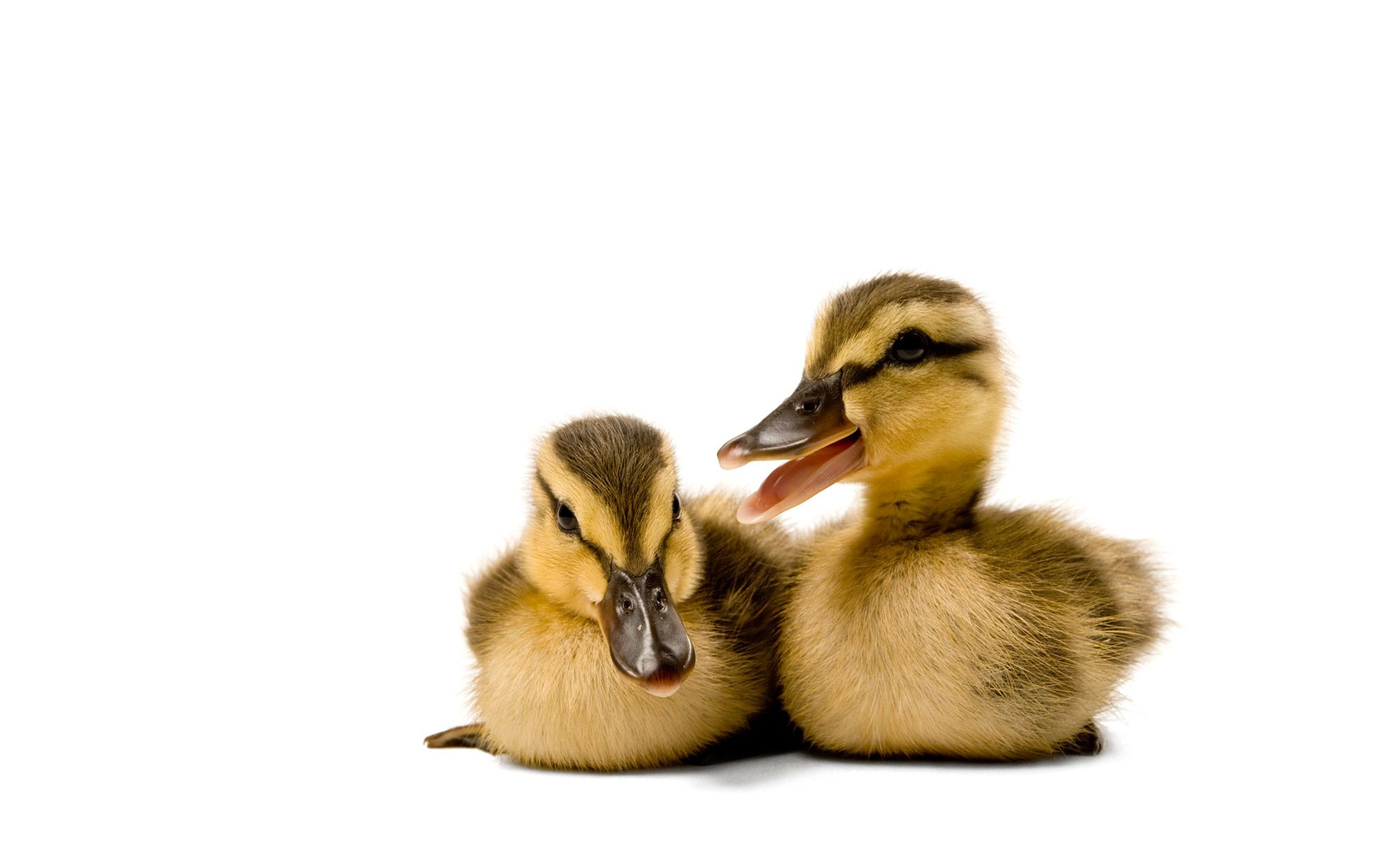 Discover The Surprising Meaning Of ‘Duck Off’ – You Won’t Believe It!
