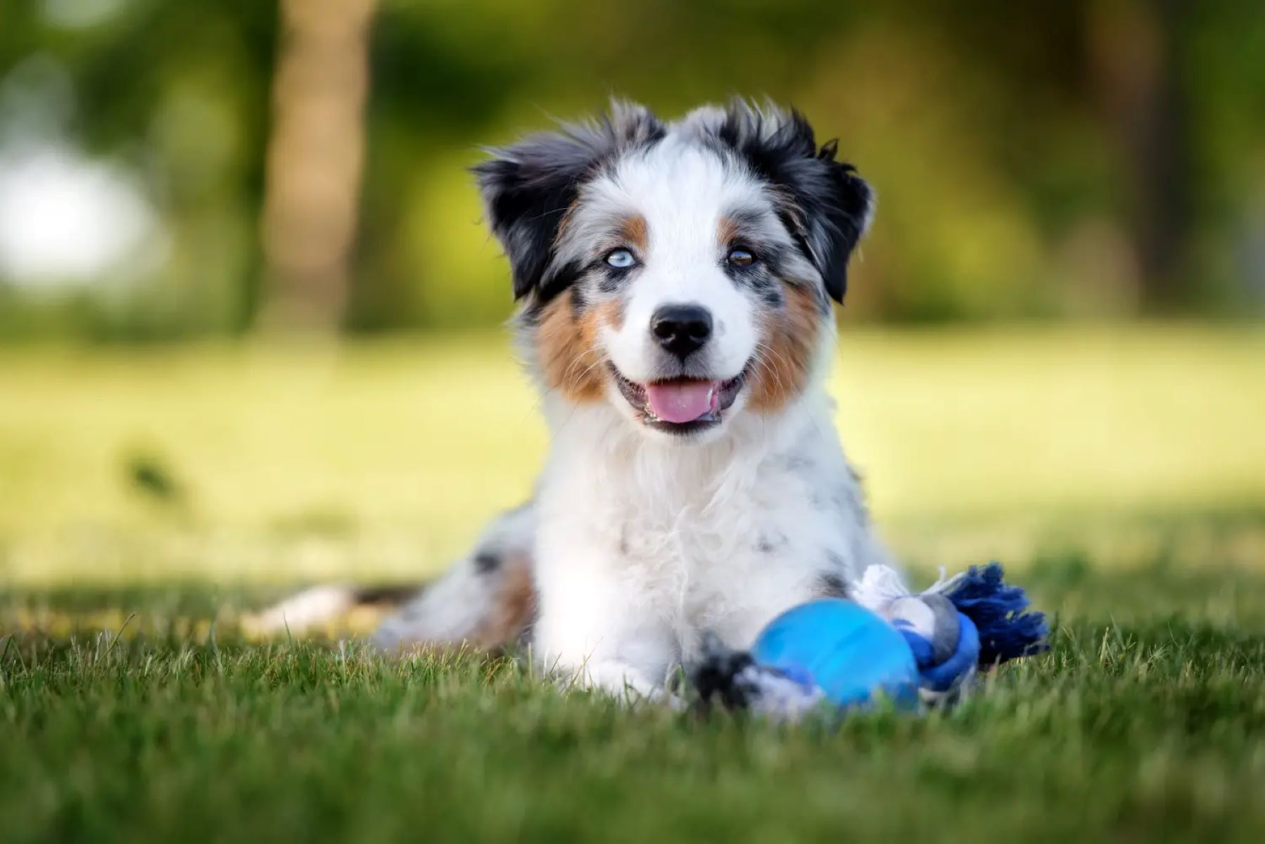 Essential Things To Know Before Getting A Miniature Australian Shepherd