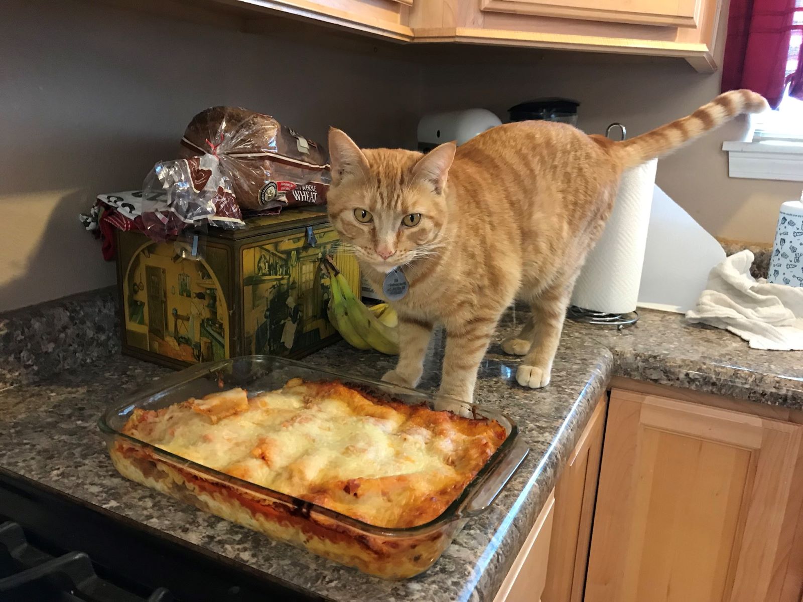 Feeding A Cat Lasagna: The Shocking Truth Revealed!