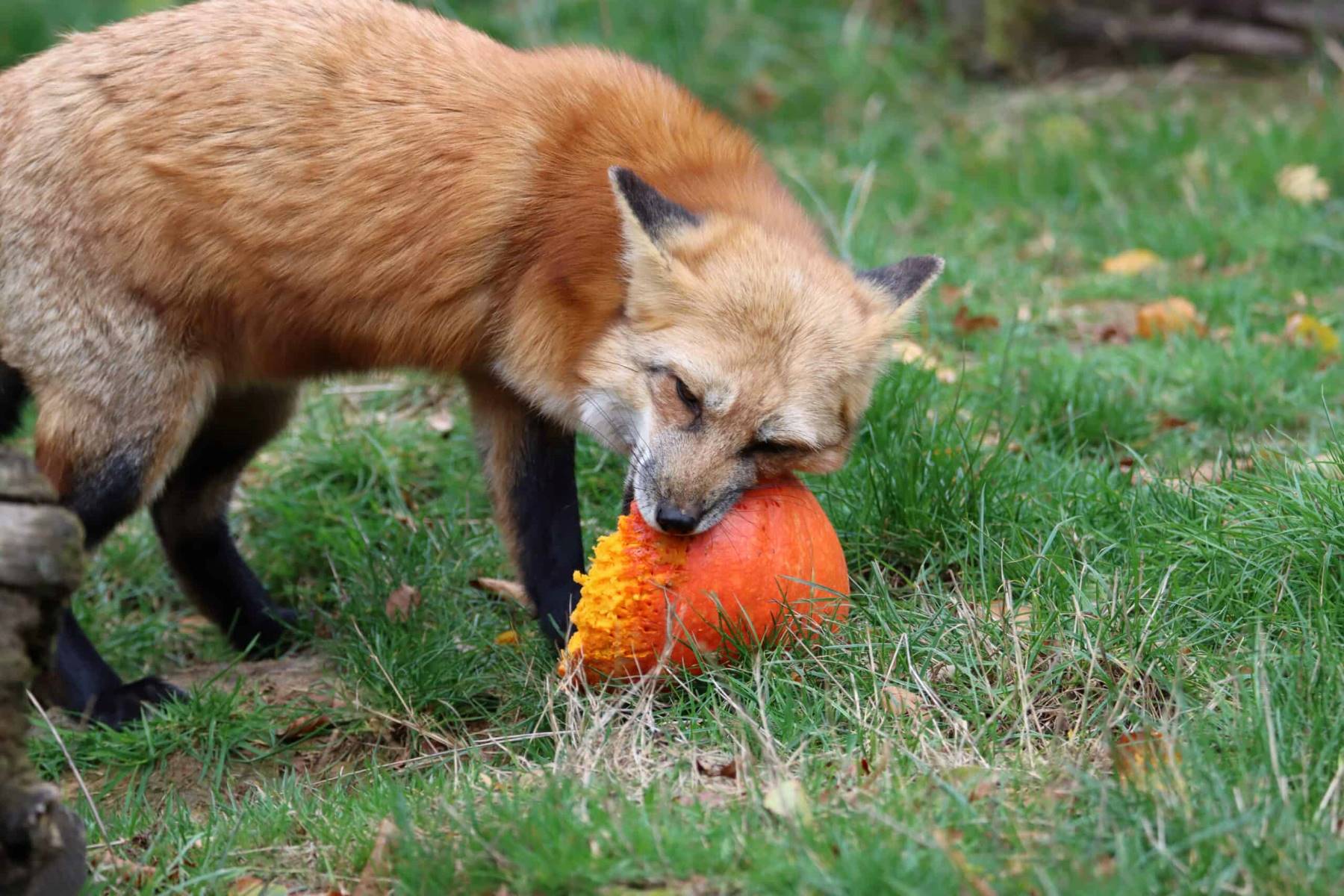 Foxes' Surprising Diet Revealed! You Won't Believe What They Eat!