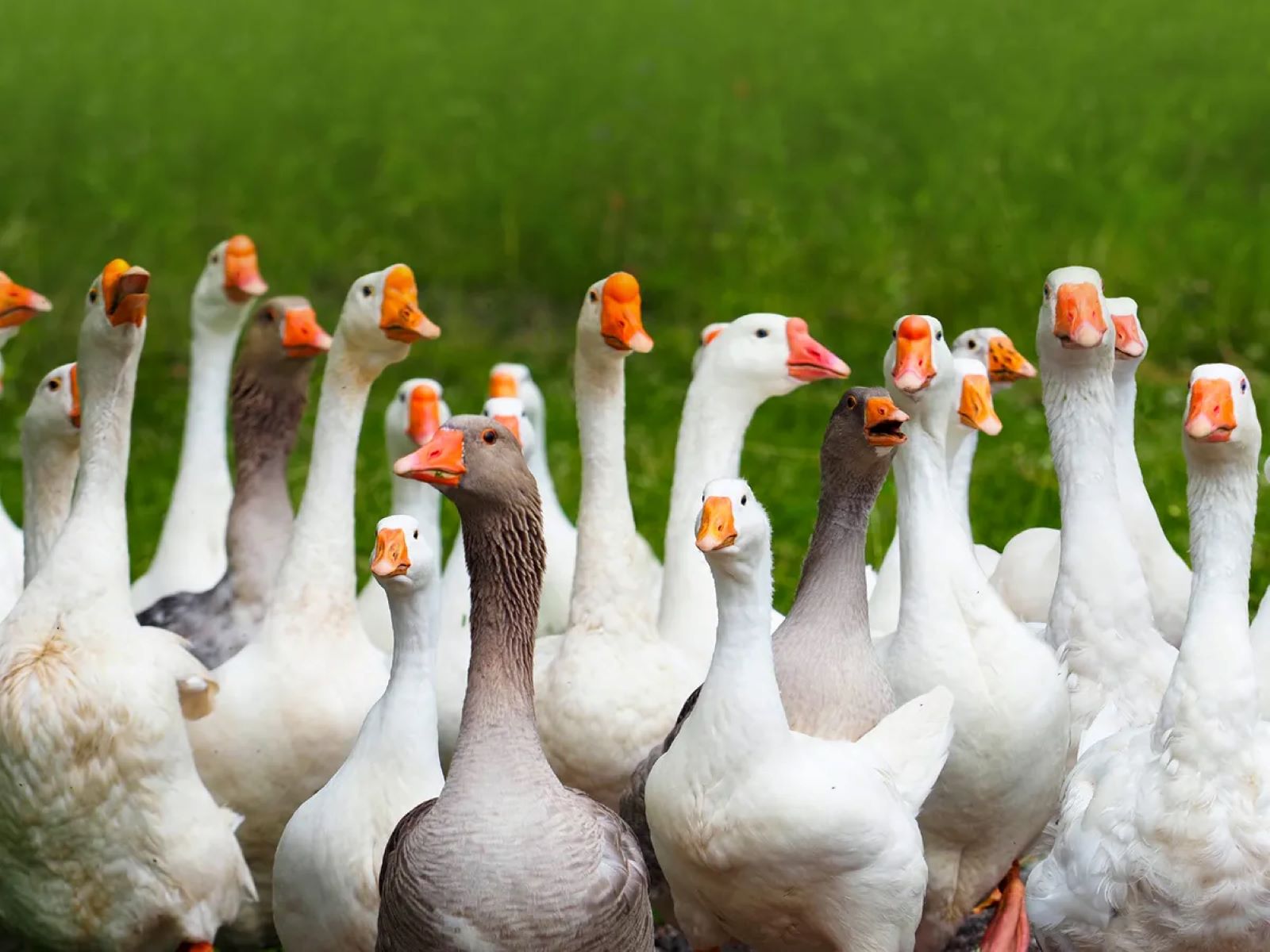 'Gooses' Is Incorrect. The Correct Plural Form Of 'goose' Is 'geese'.