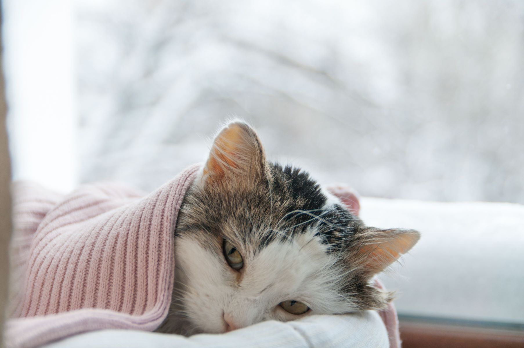 Home Remedies For Your Cat's Cold: No Vet Visit Needed!