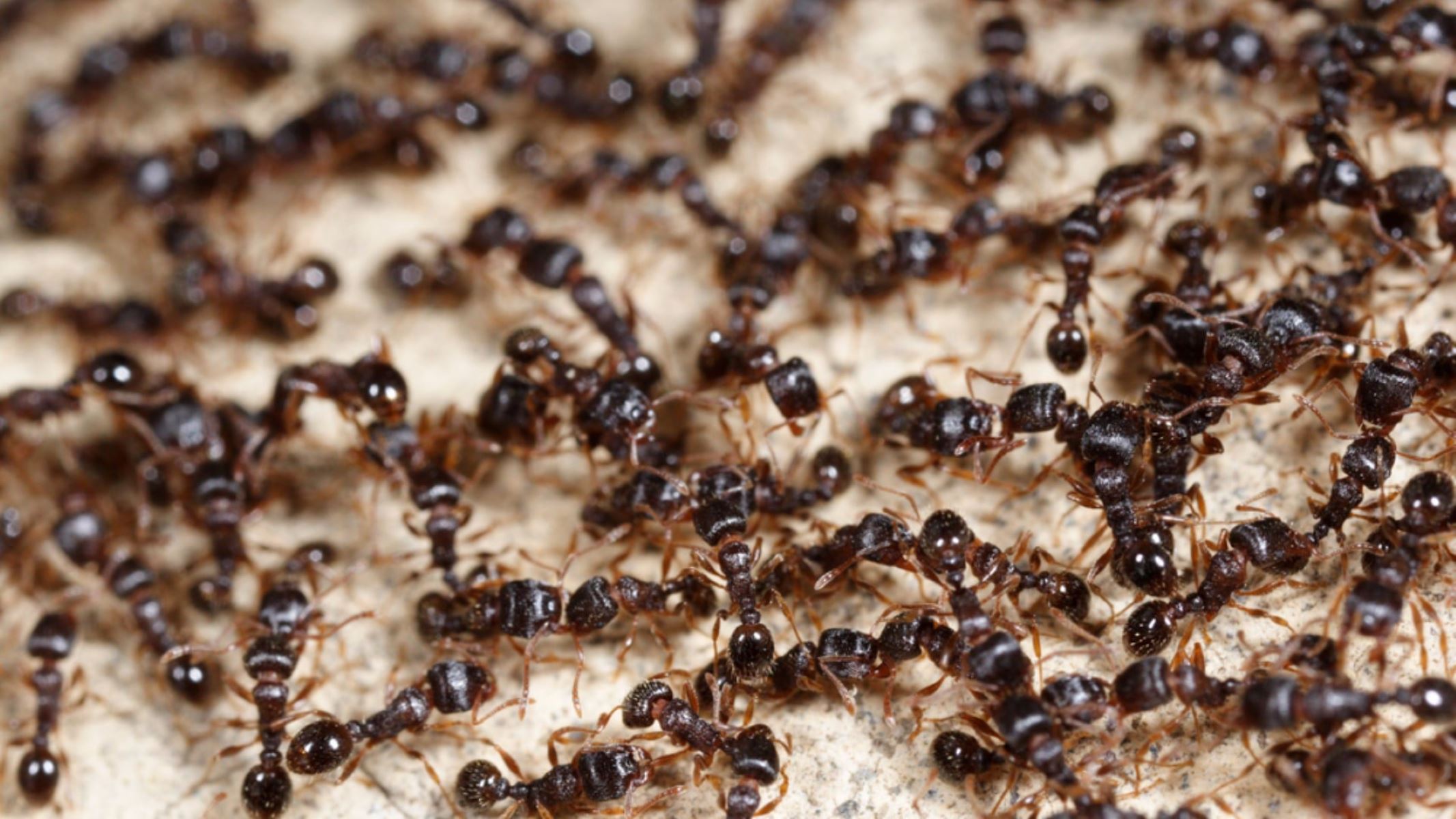 Innovative Solutions To Eliminate Ants In Your Carpet