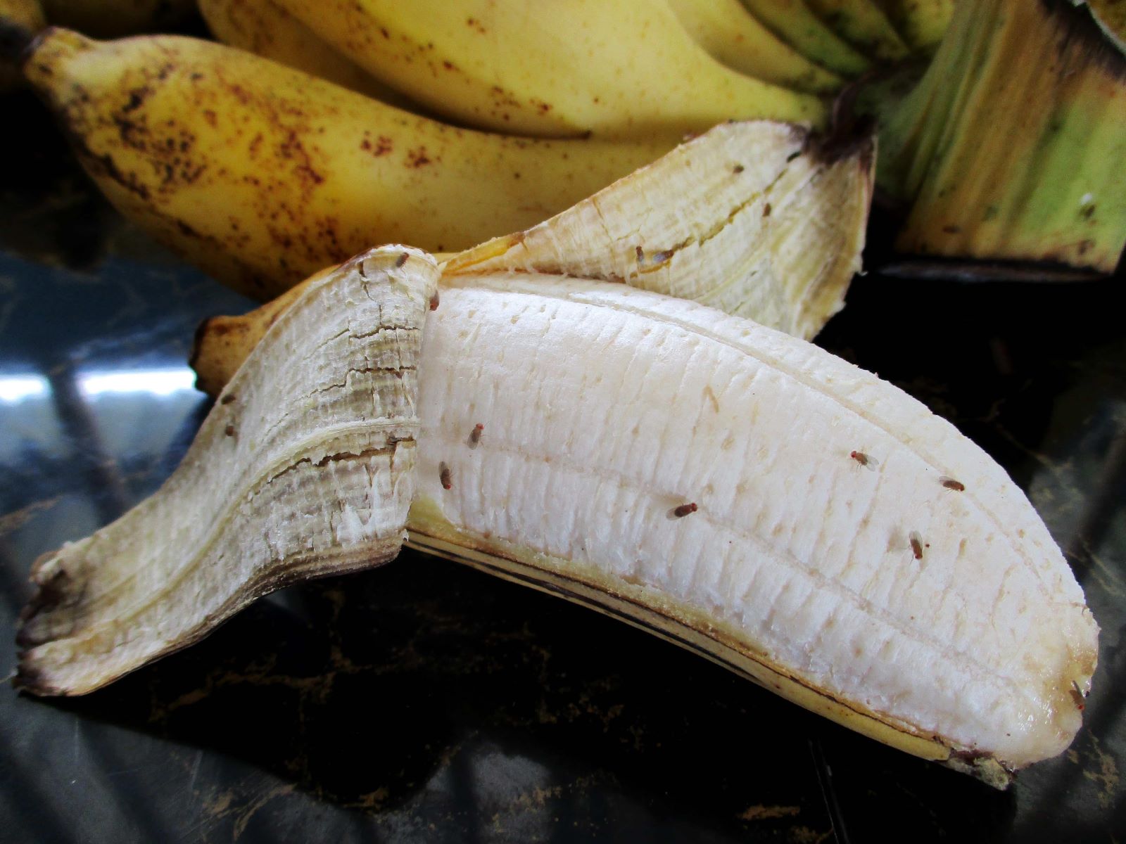 Kill Fruit Fly Eggs On Fresh Bananas With These Genius Hacks!