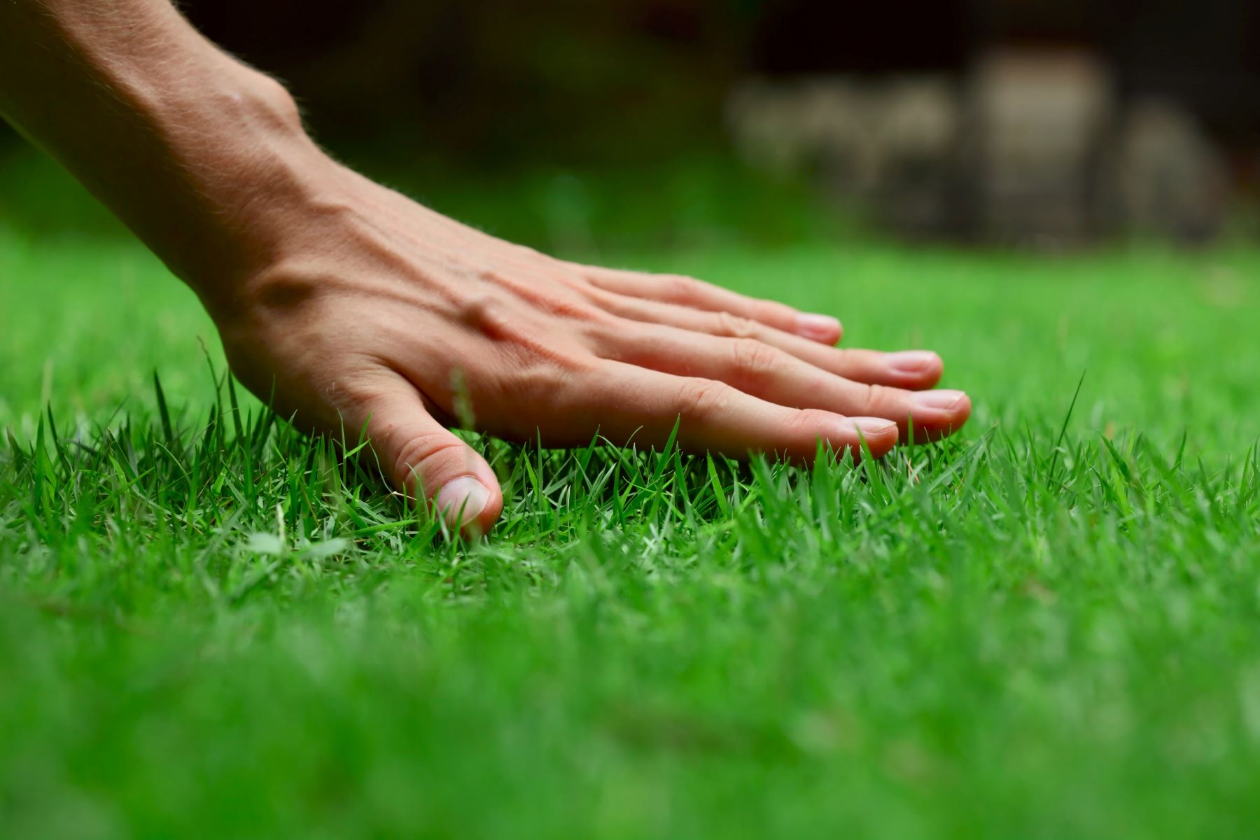 Lawn Grass: The Surprising Truth About Its Weed Status!