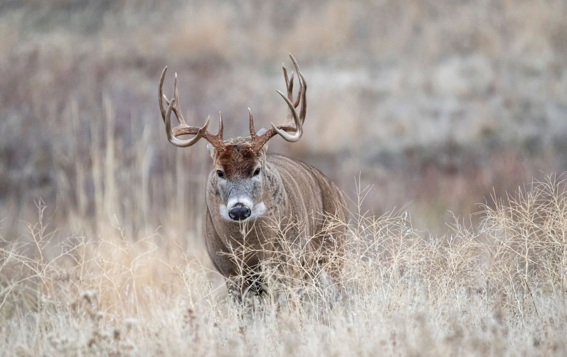 Listen To The Incredible Sound Of A Buck Deer Grunt!