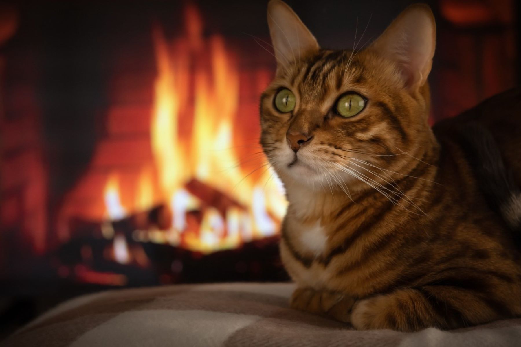 Mind-Blowing Revelation: The Astonishing Truth About Cats And Fire