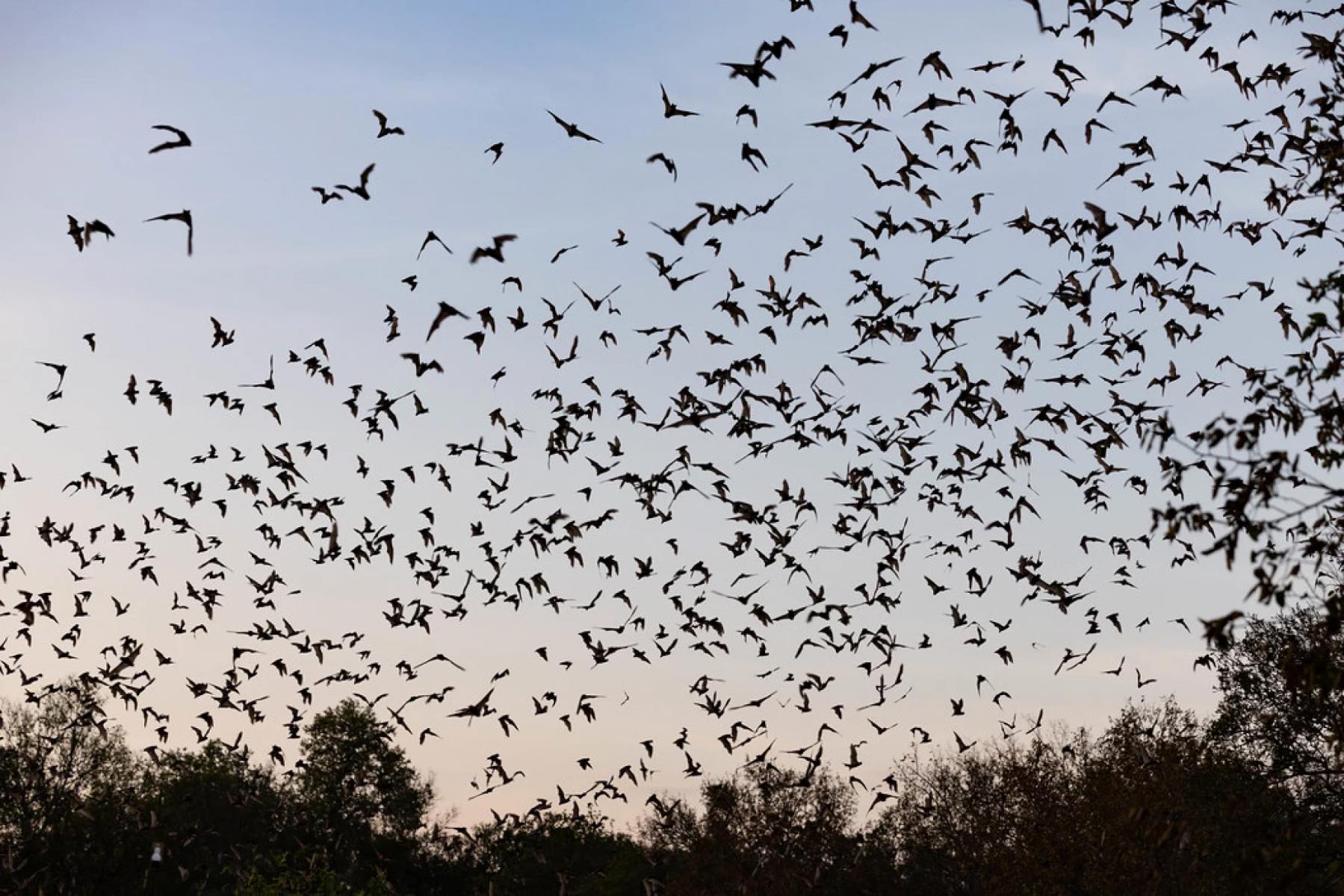 Mysterious Bat Invasion: What It Means When Bats Swarm Your House
