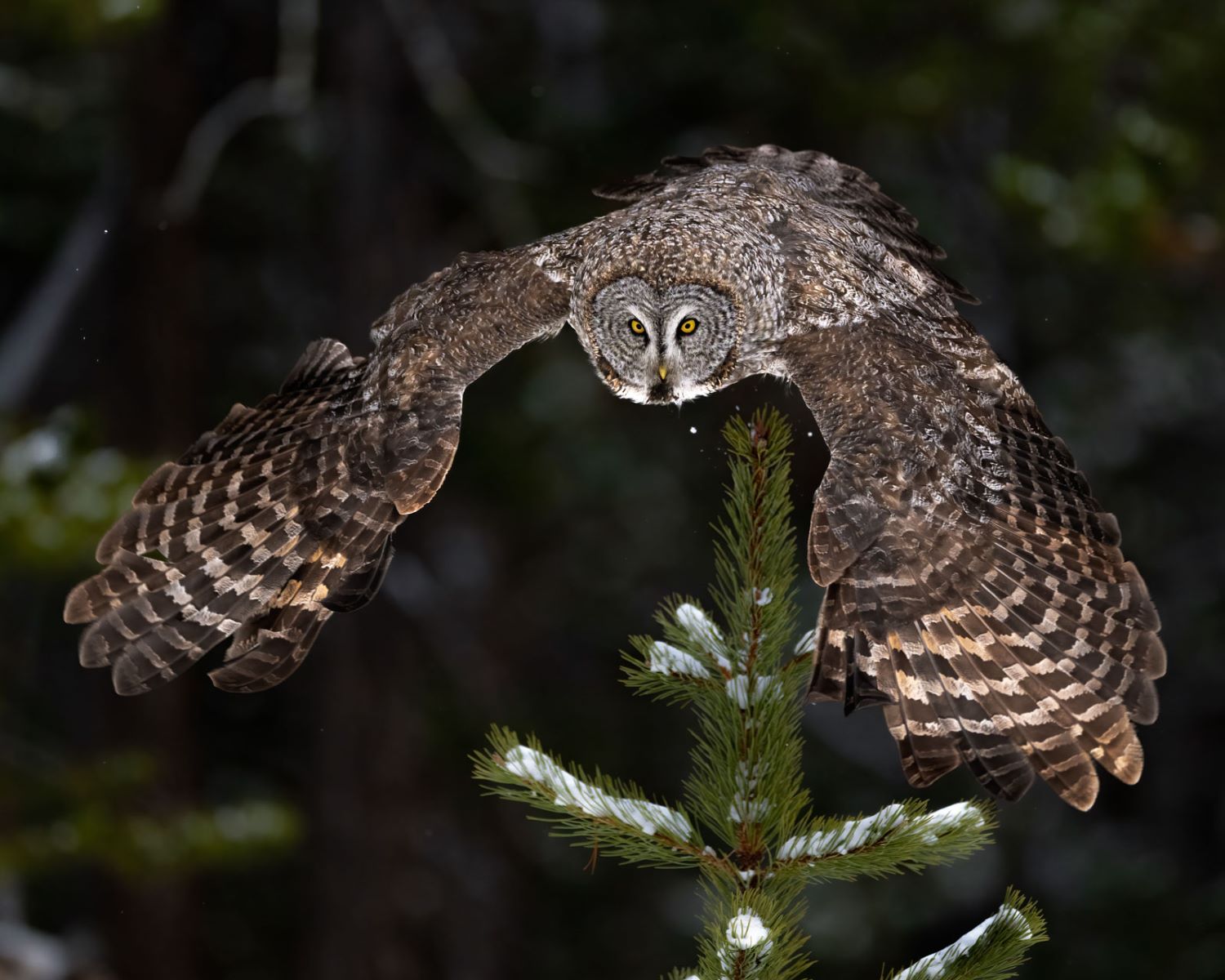 Mysterious Encounter: Owl's Astonishing Night Flight In Front Of Car