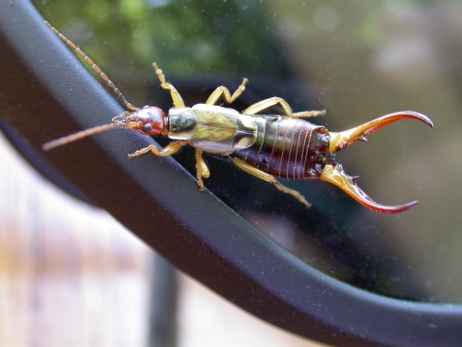 Mysterious Invasion: Unexplained Earwig Infestation In Parents’ House