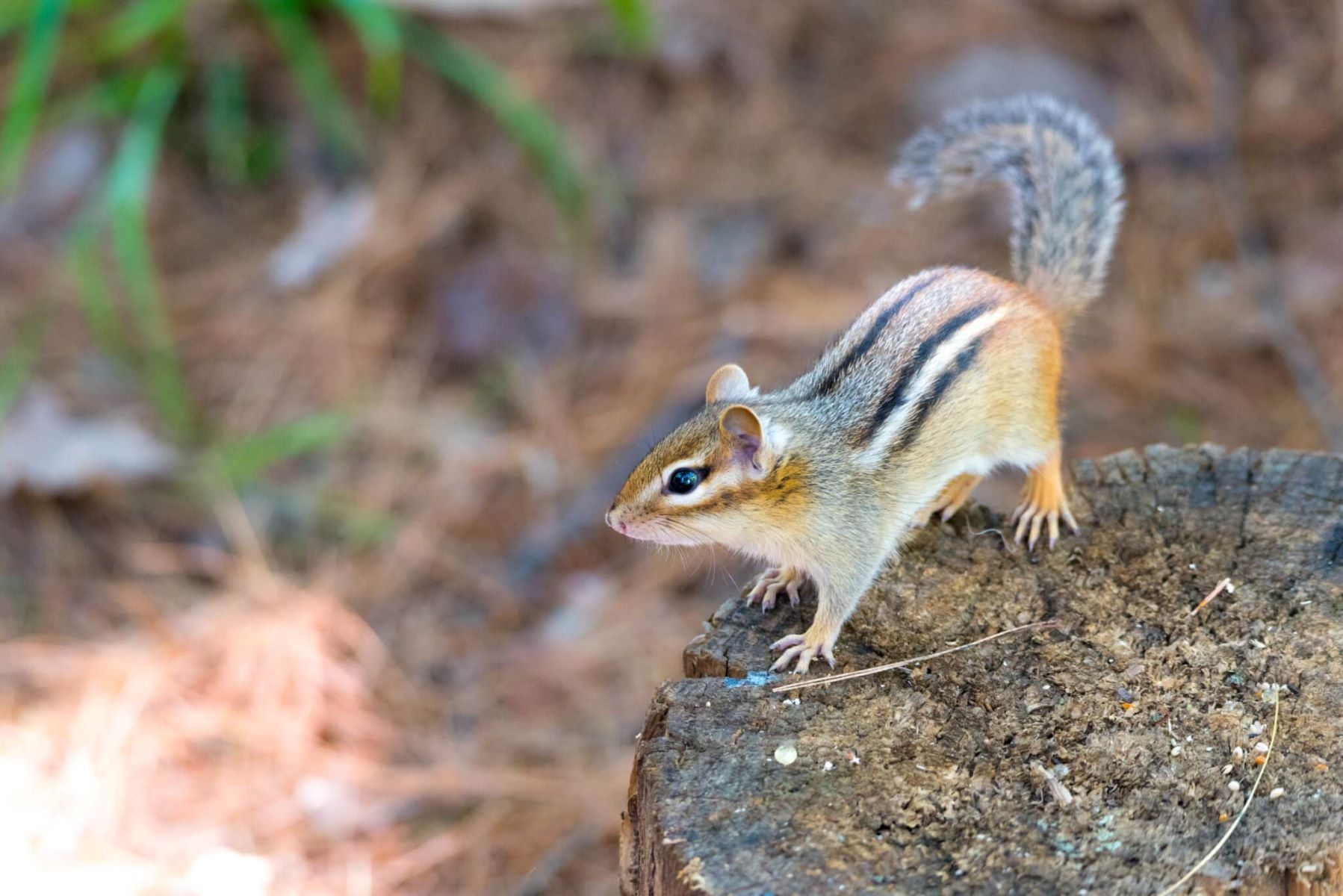 Mysterious Predator Devours Chipmunk Heads, Leaving Baffled Experts In Awe