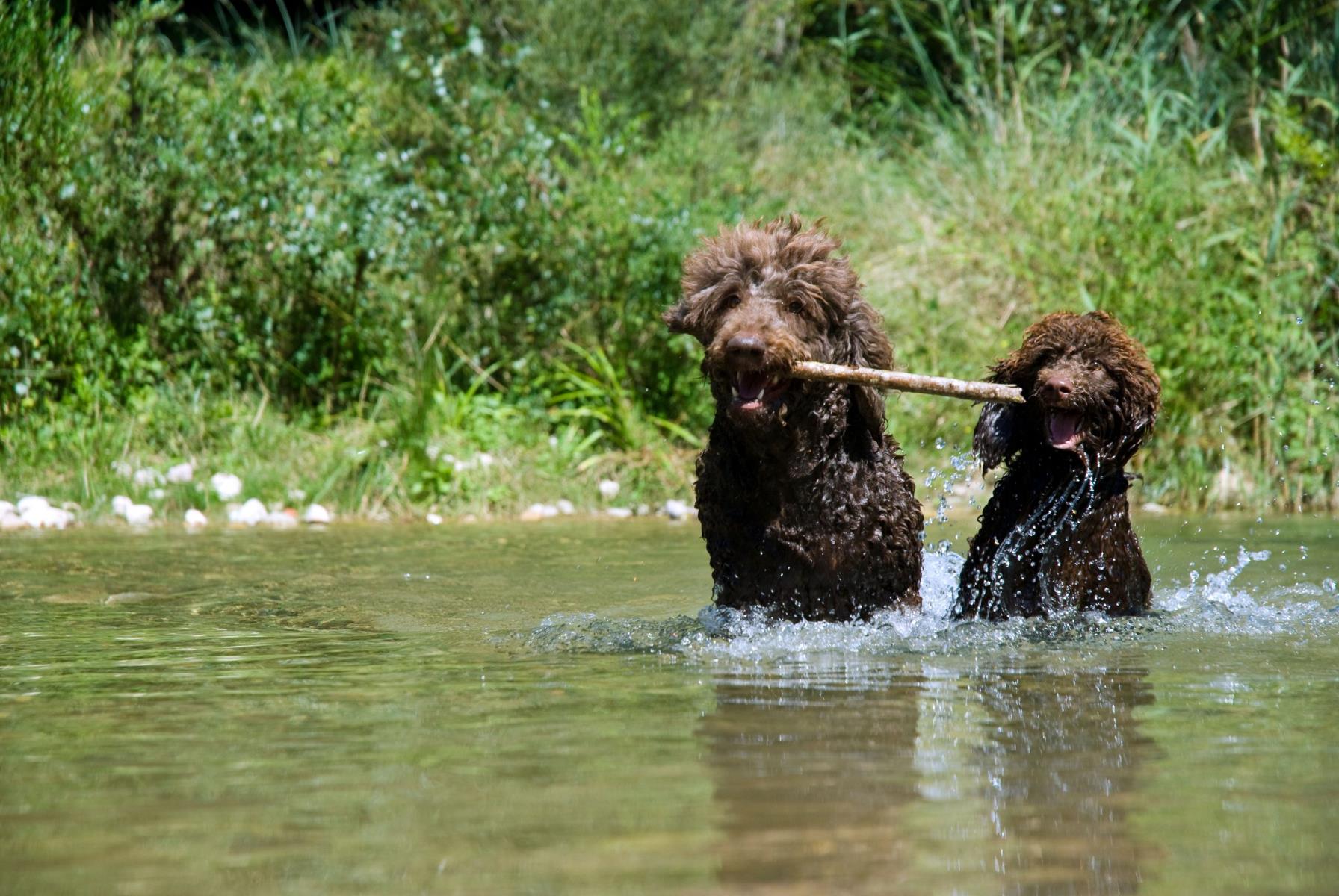 Poodles' Surprising Love For Water Revealed!