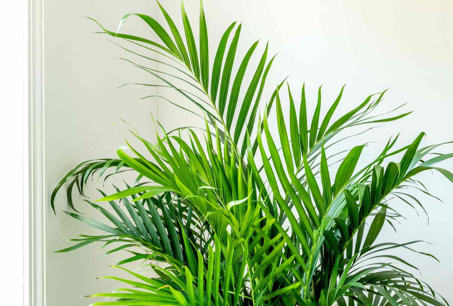 Revive Your Dying Cat Palm Plant With These Genius Tips!