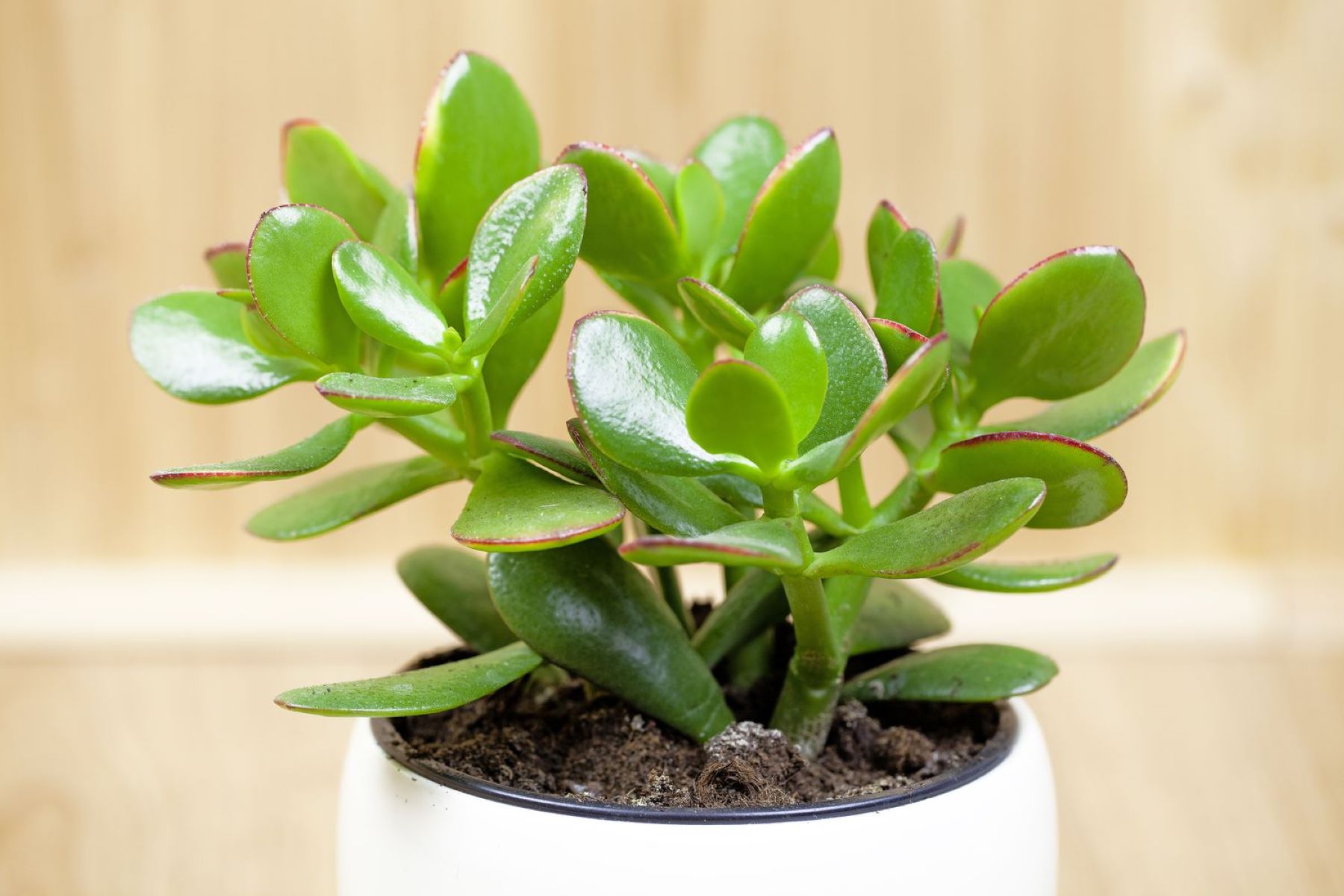 Revive Your Dying Money Plant With These Simple Tips!