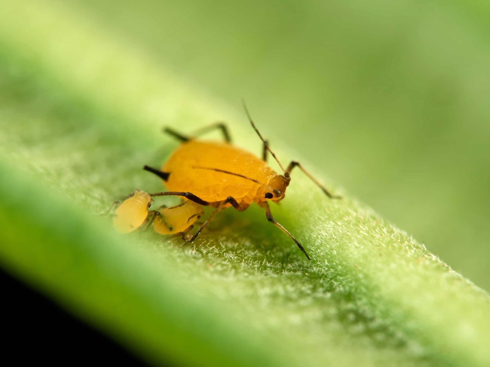 Say Goodbye To Those Pesky Little Yellow Bugs On Your Plants With These Creative Solutions!