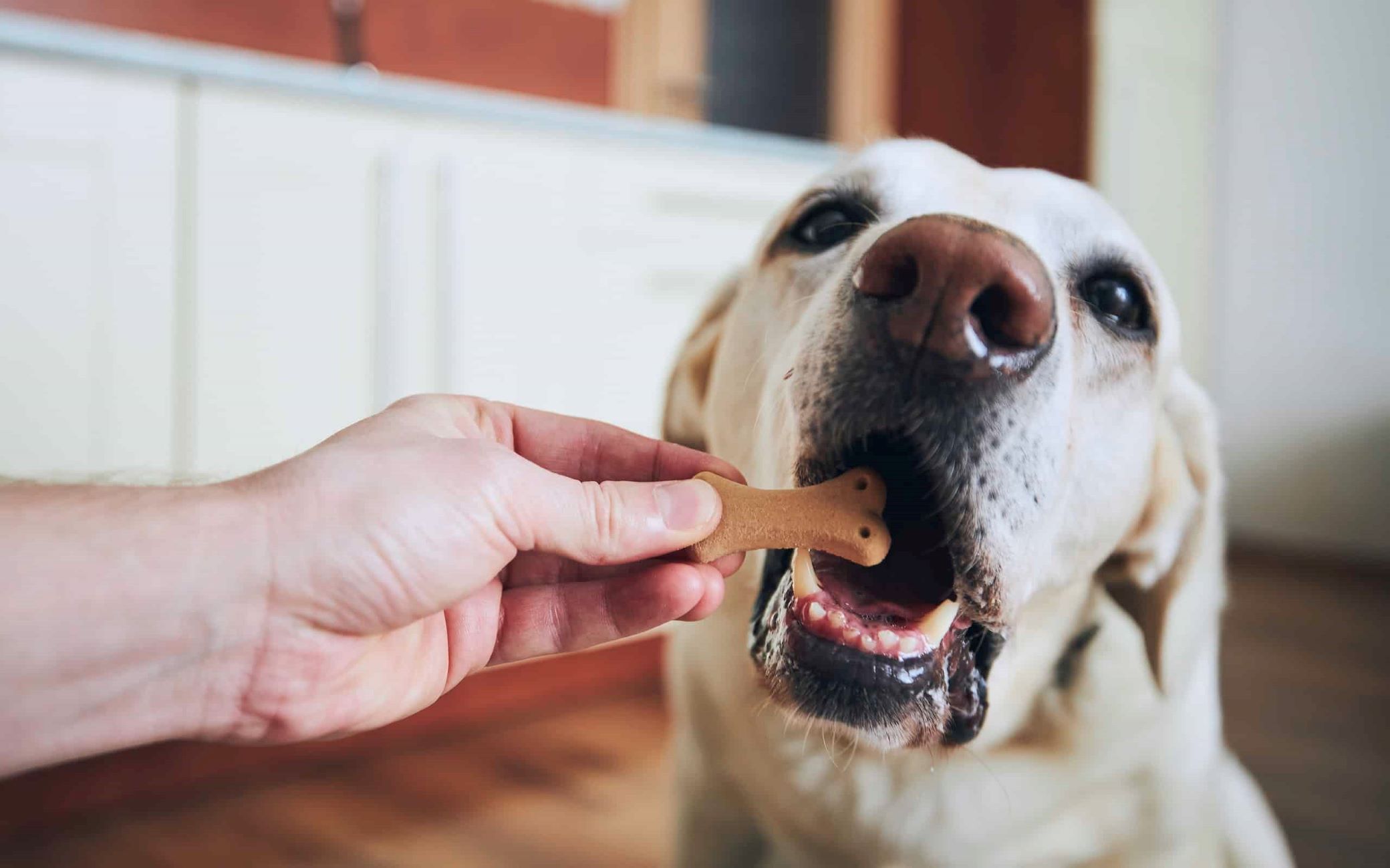 Shocking Discovery: Dog's Innocent Snack Leads To Devastating Vestibular Disease!