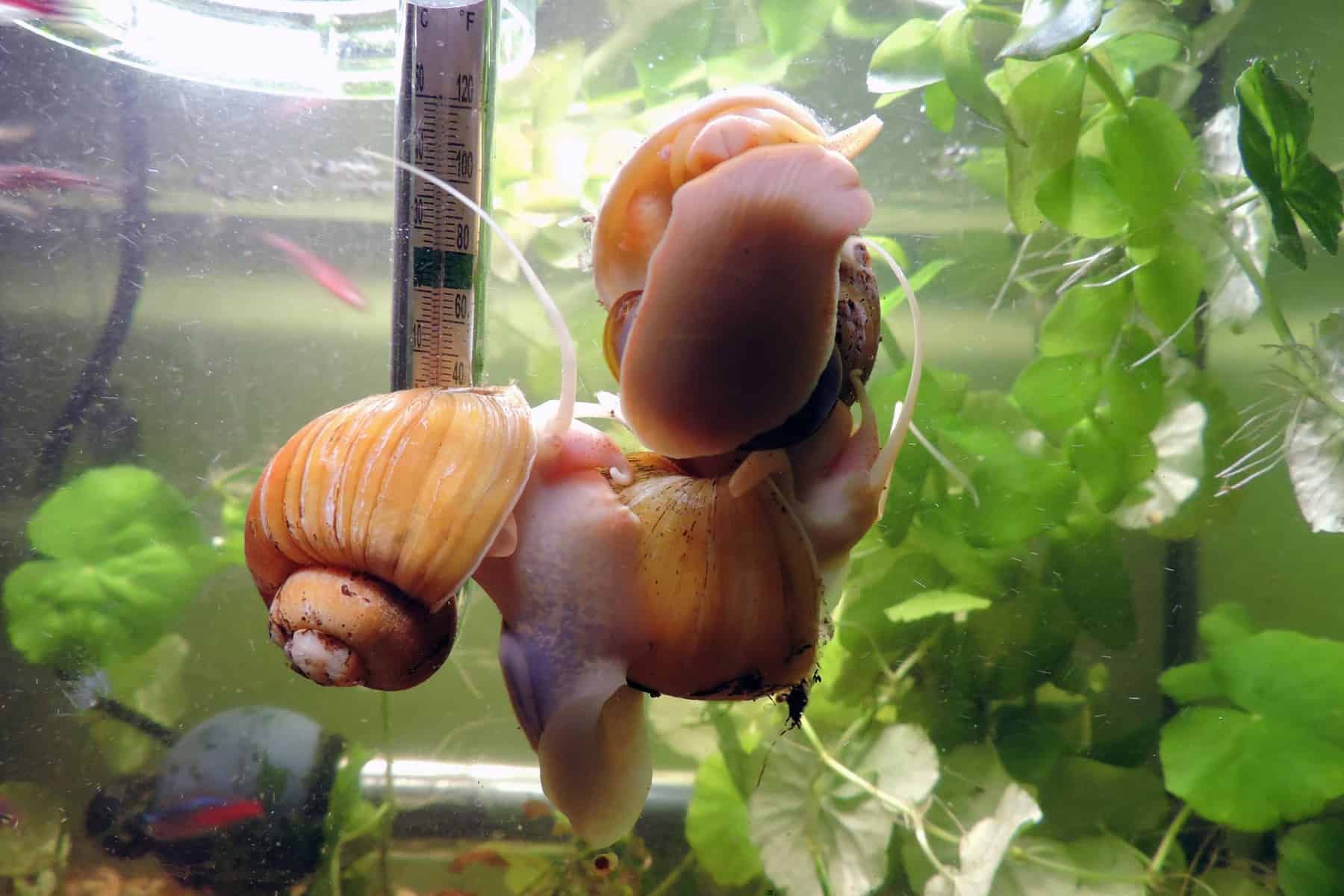 Shocking Discovery: The Truth About Your Fish Tank Snail!