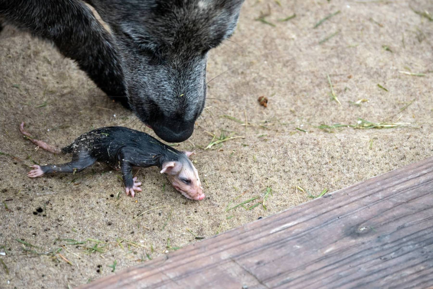 Shocking Encounter: Dog's Deadly Confrontation With A Possum