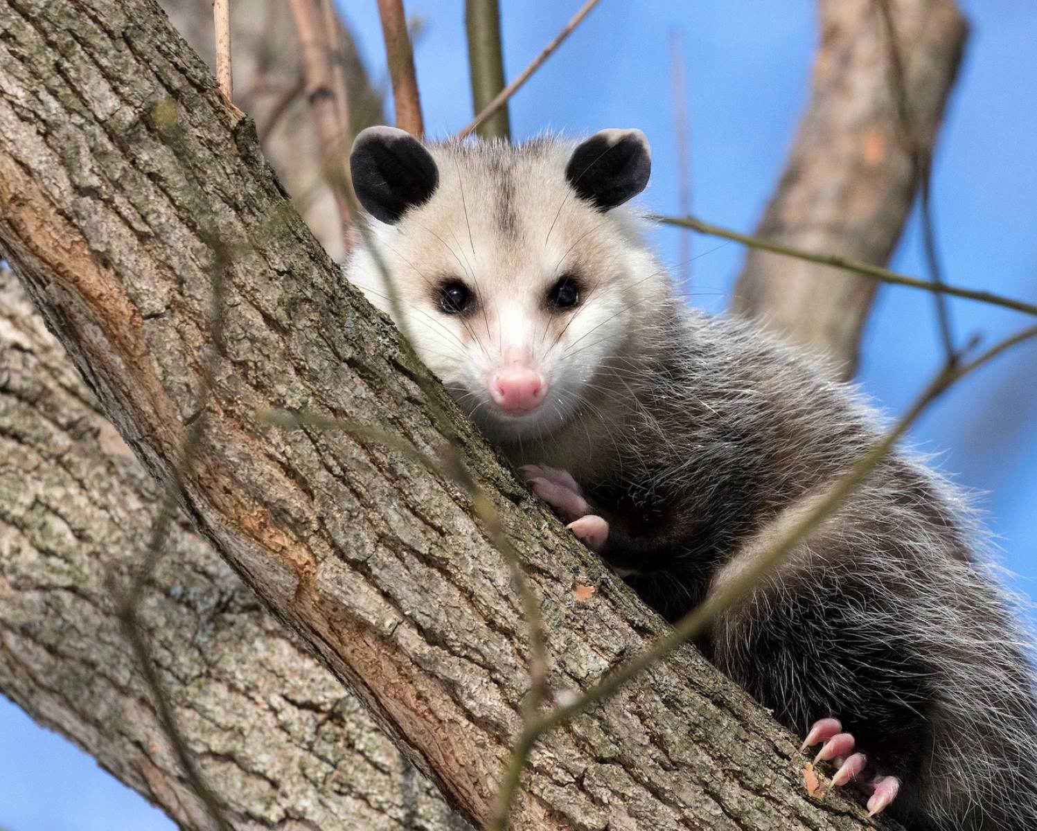 Shocking Encounter: Puppy's Close Call With Rabid Possum!